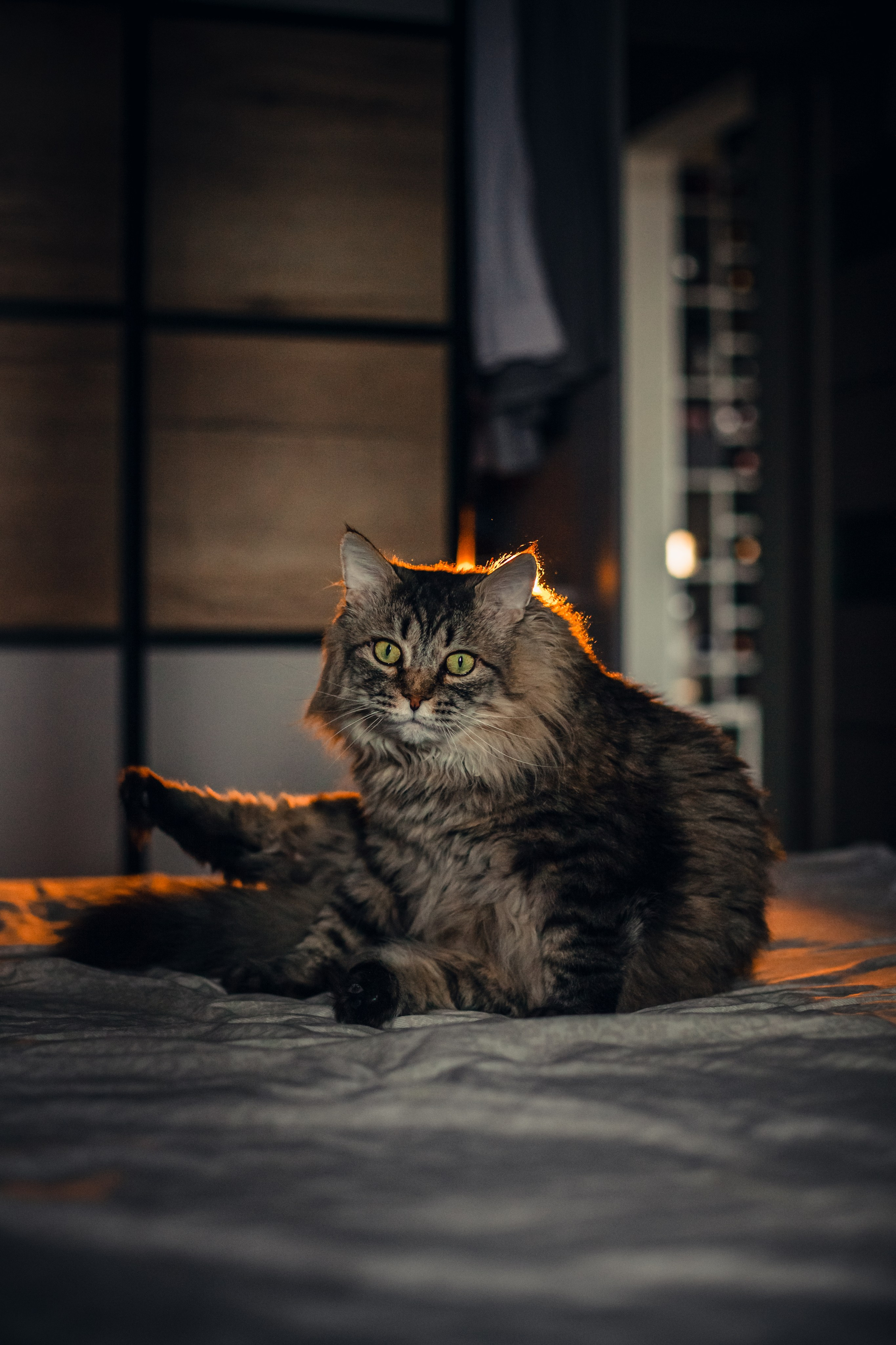 Домашняя фотосессия кота. Фотограф-анималист Татьяна Степанова