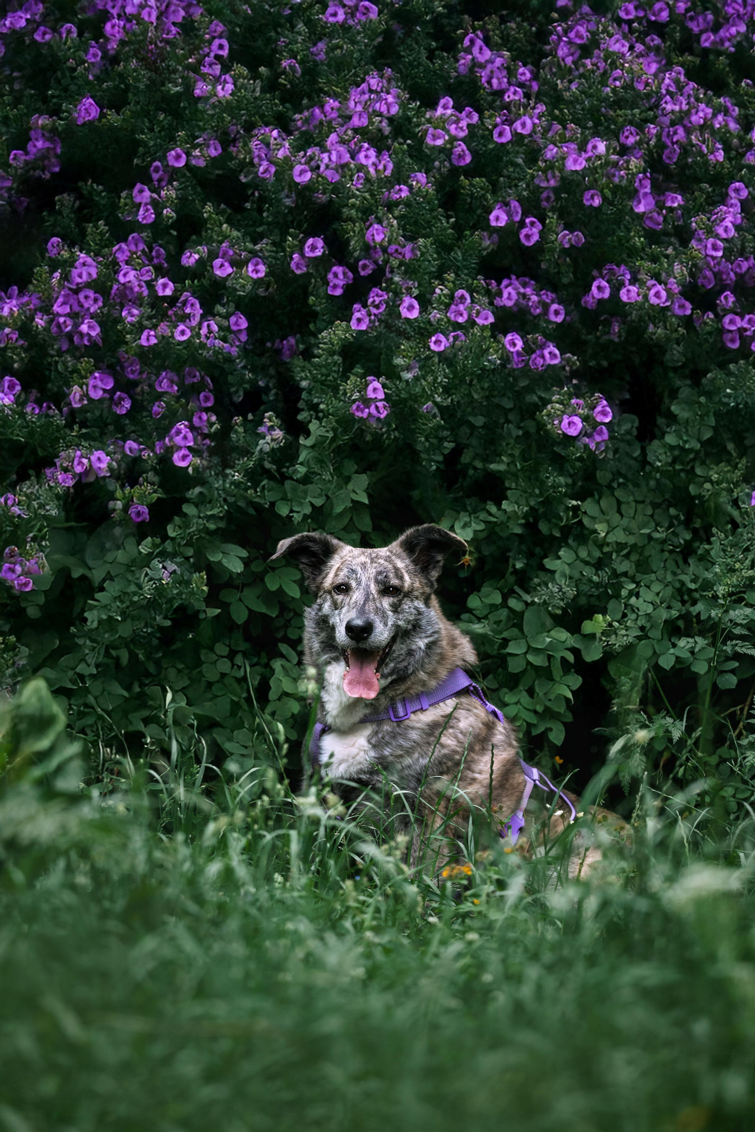Собаки из приюта Дубовая роща лето 2025. Фотограф-анималист Татьяна Степанова