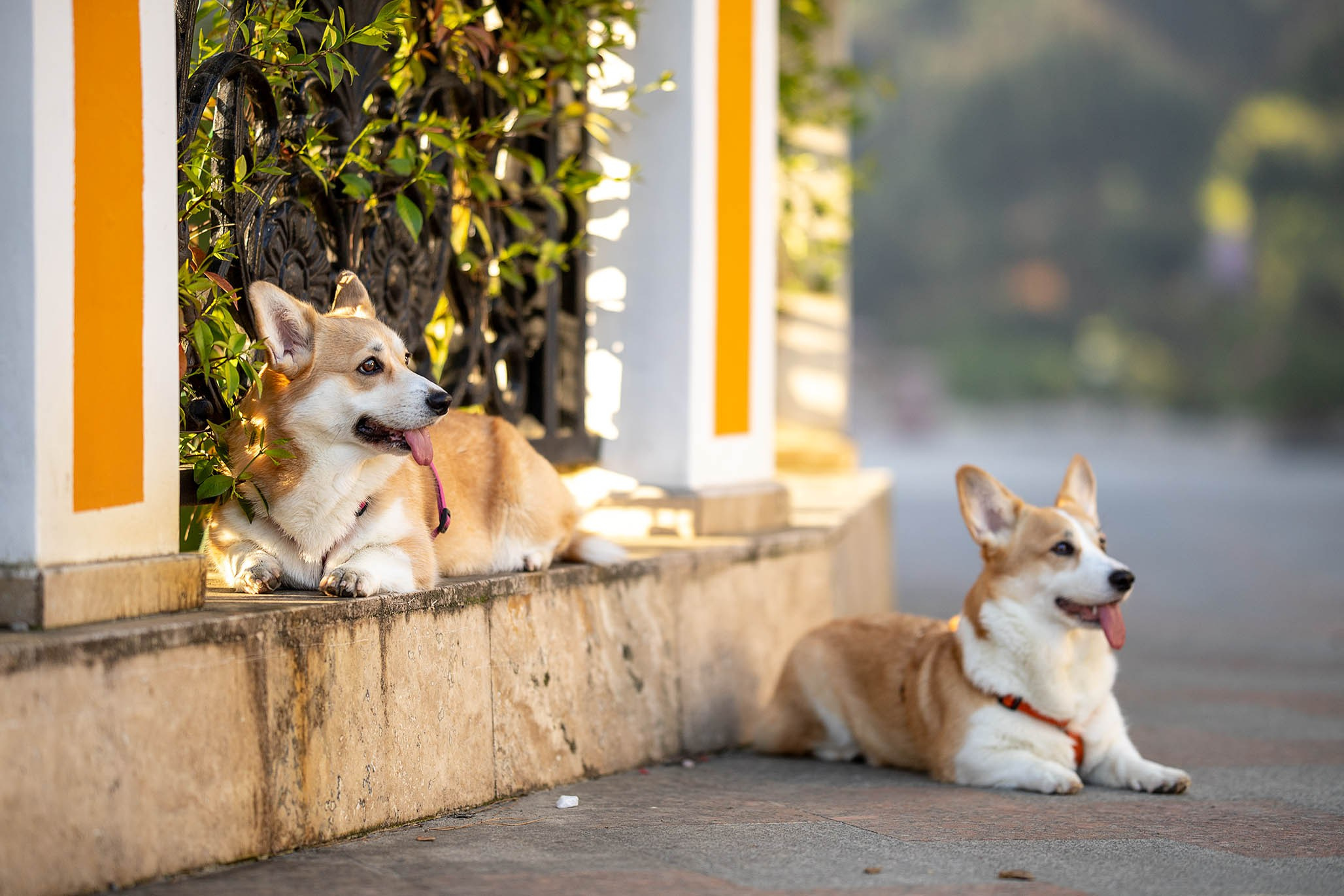 Лиса и Деви, корги. Ирина Голомб|Фотограф-анималист в  Сочи и Калининграде