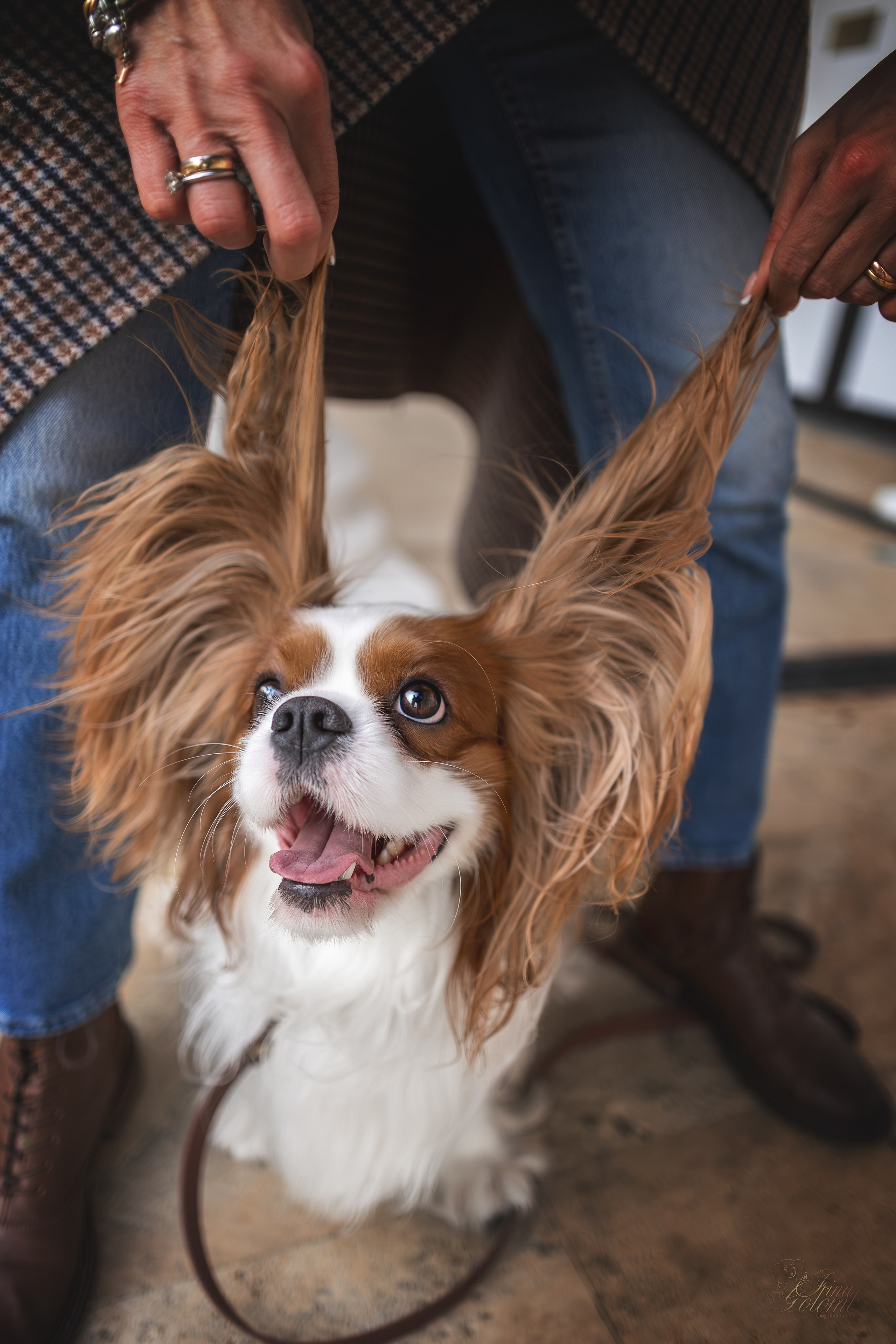 Симба, ККЧС. Ирина Голомб|Фотограф-анималист в  Сочи и Калининграде