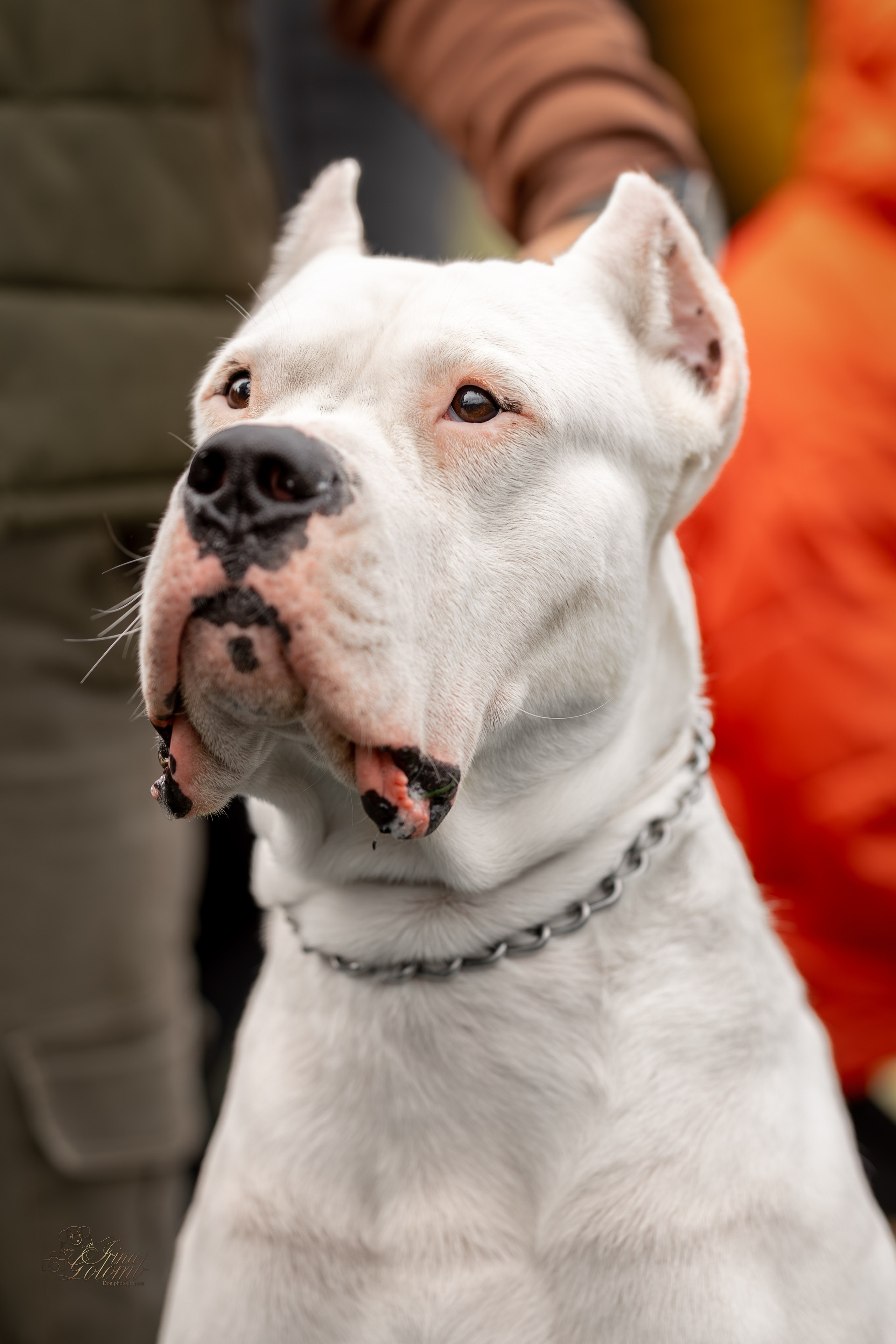 Выставка 17.12.23. Ирина Голомб|Фотограф-анималист в  Сочи и Калининграде