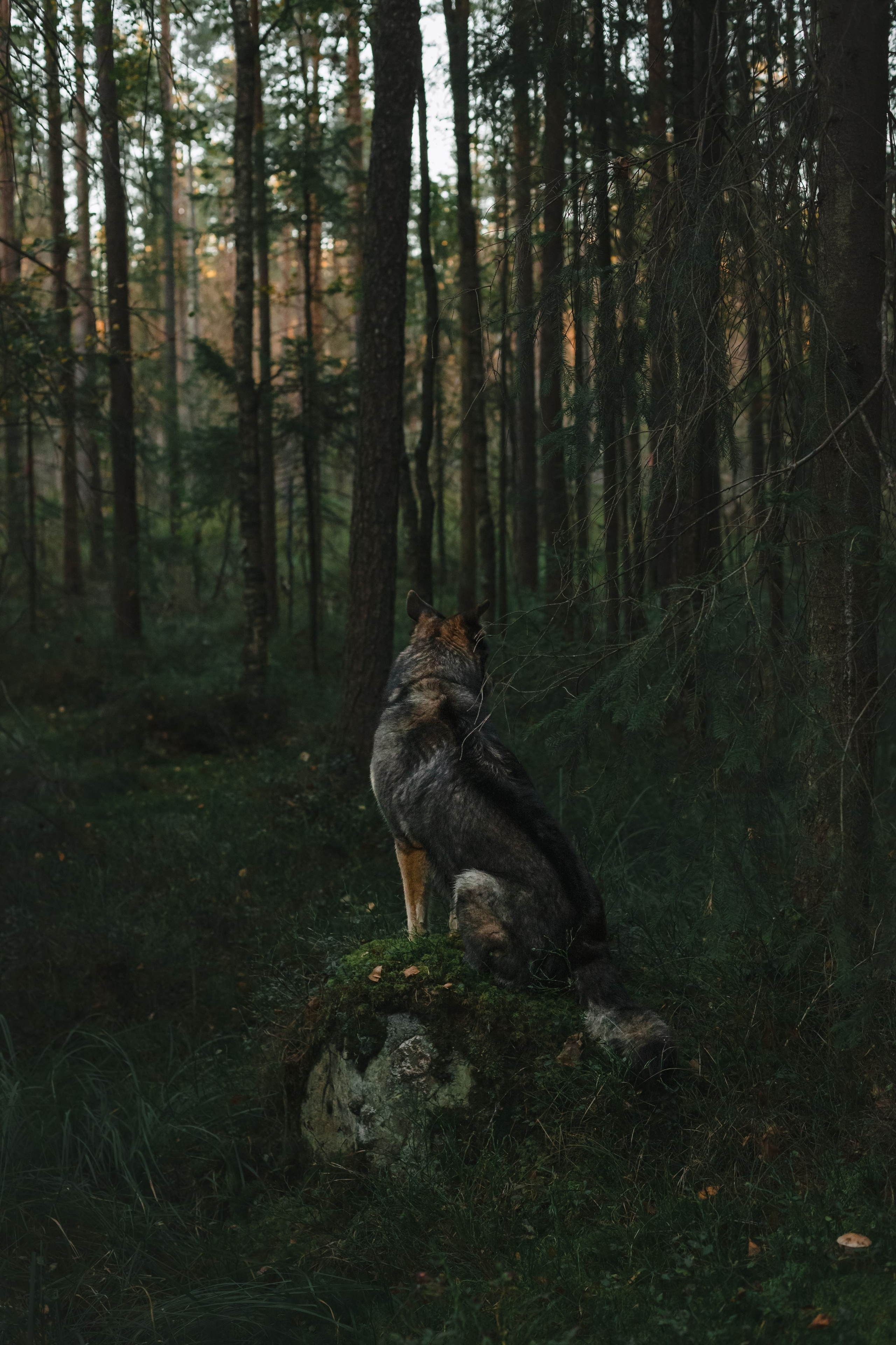 Фотопрогулка в Ленобласти. Фотограф-анималист Татьяна Степанова