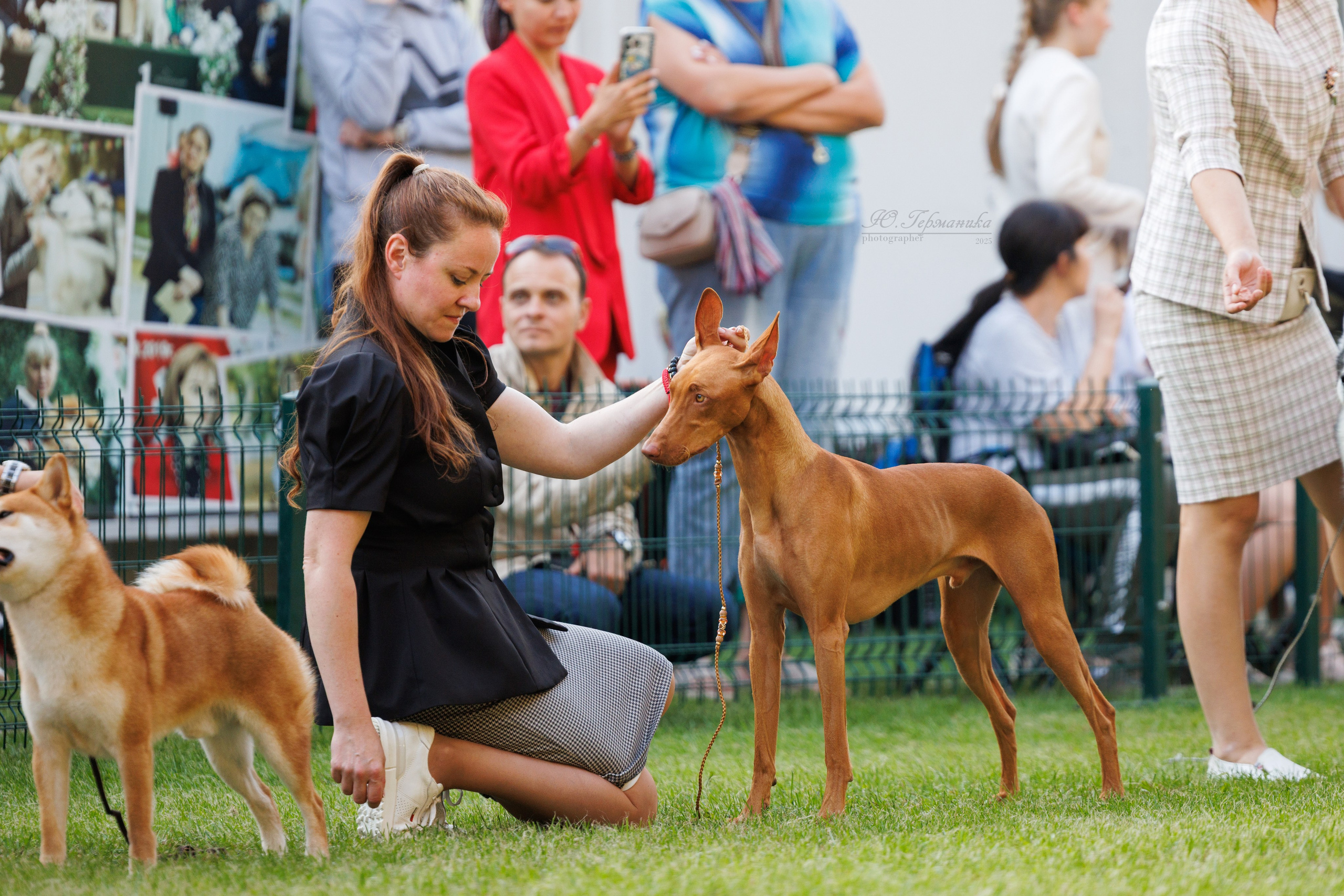 Бишкек 3х CACIB 26-28.09.2025. Фотограф-анималист Юлия Германика