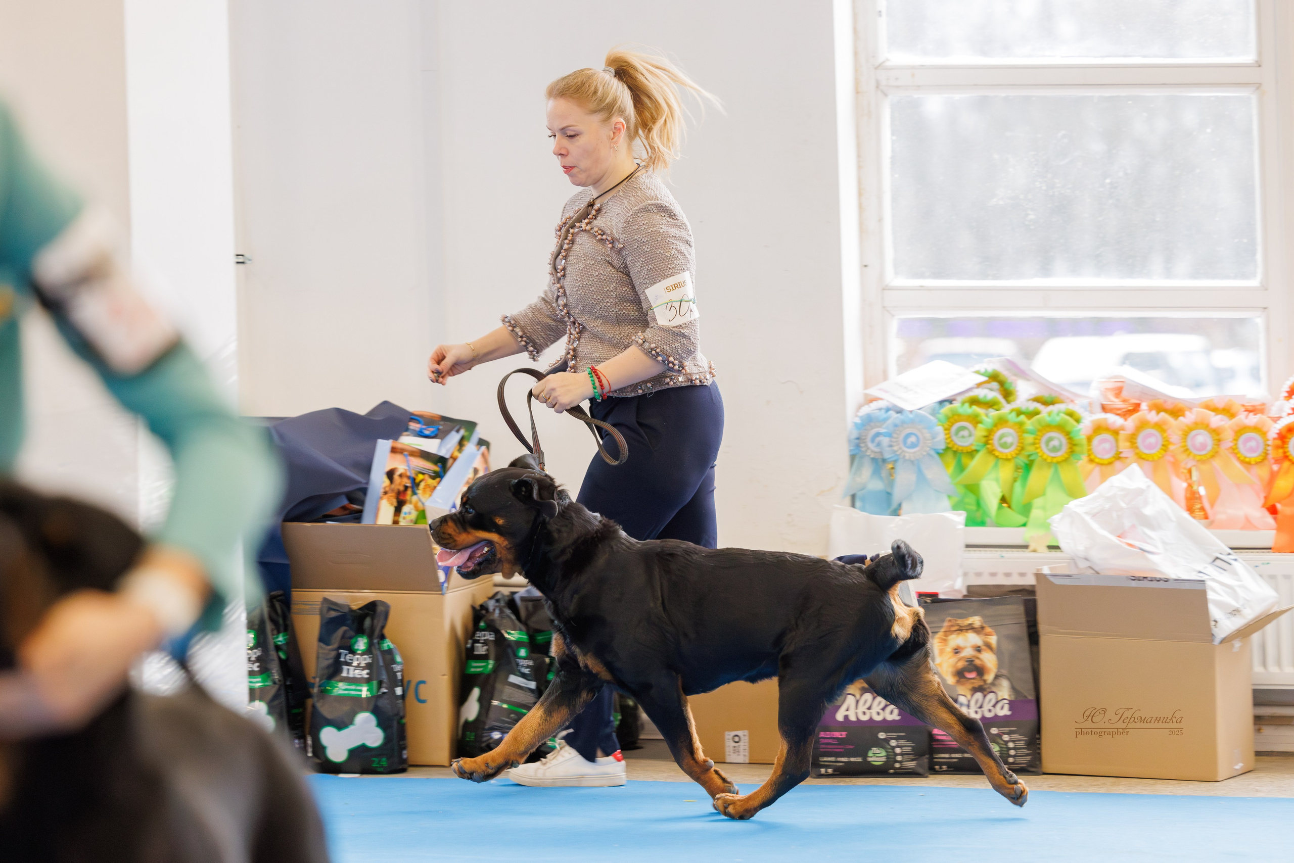 Питер ротвейлеры 18.01,Крокус 19.01.2025. Фотограф-анималист Юлия Германика