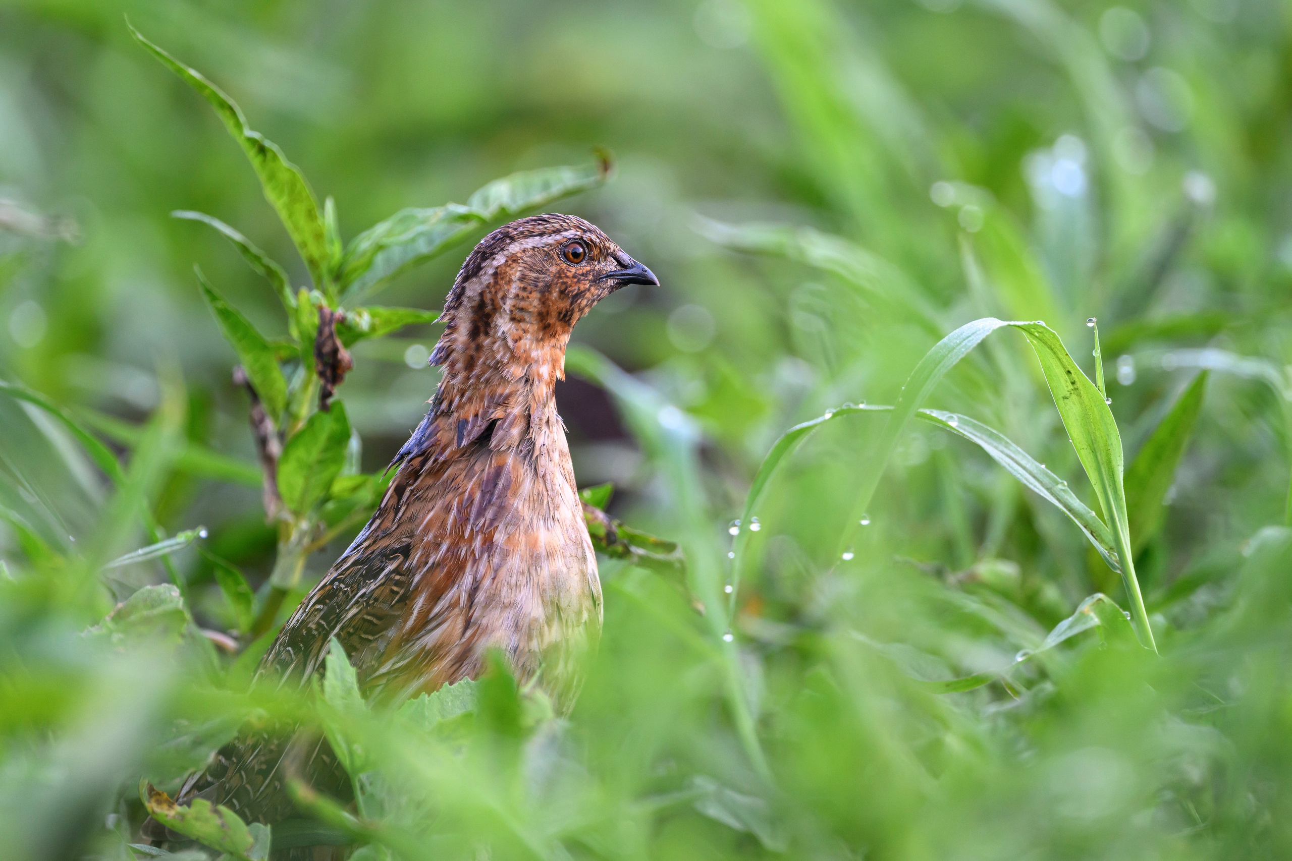 Перепел. Wildlife photography by Sergey Puponin