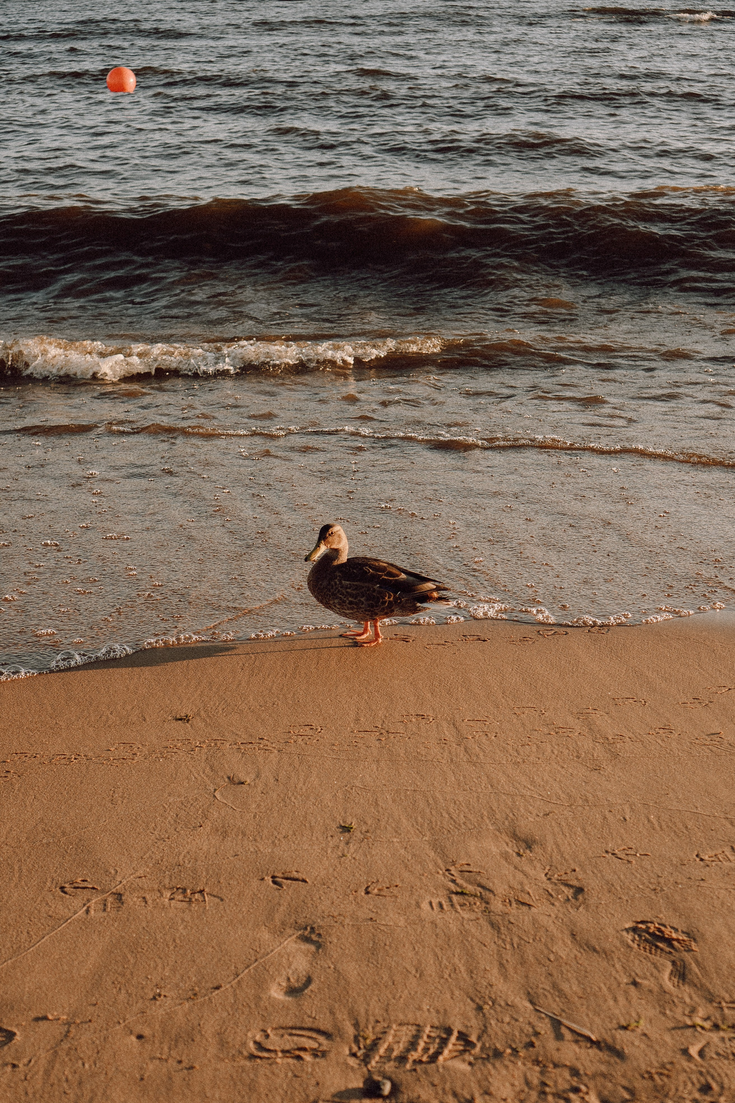 РОМАНТИКА ФИНСКОГО ЗАЛИВА. Профессиональный фотограф, Санкт-Петербург — Виктория Богомолова