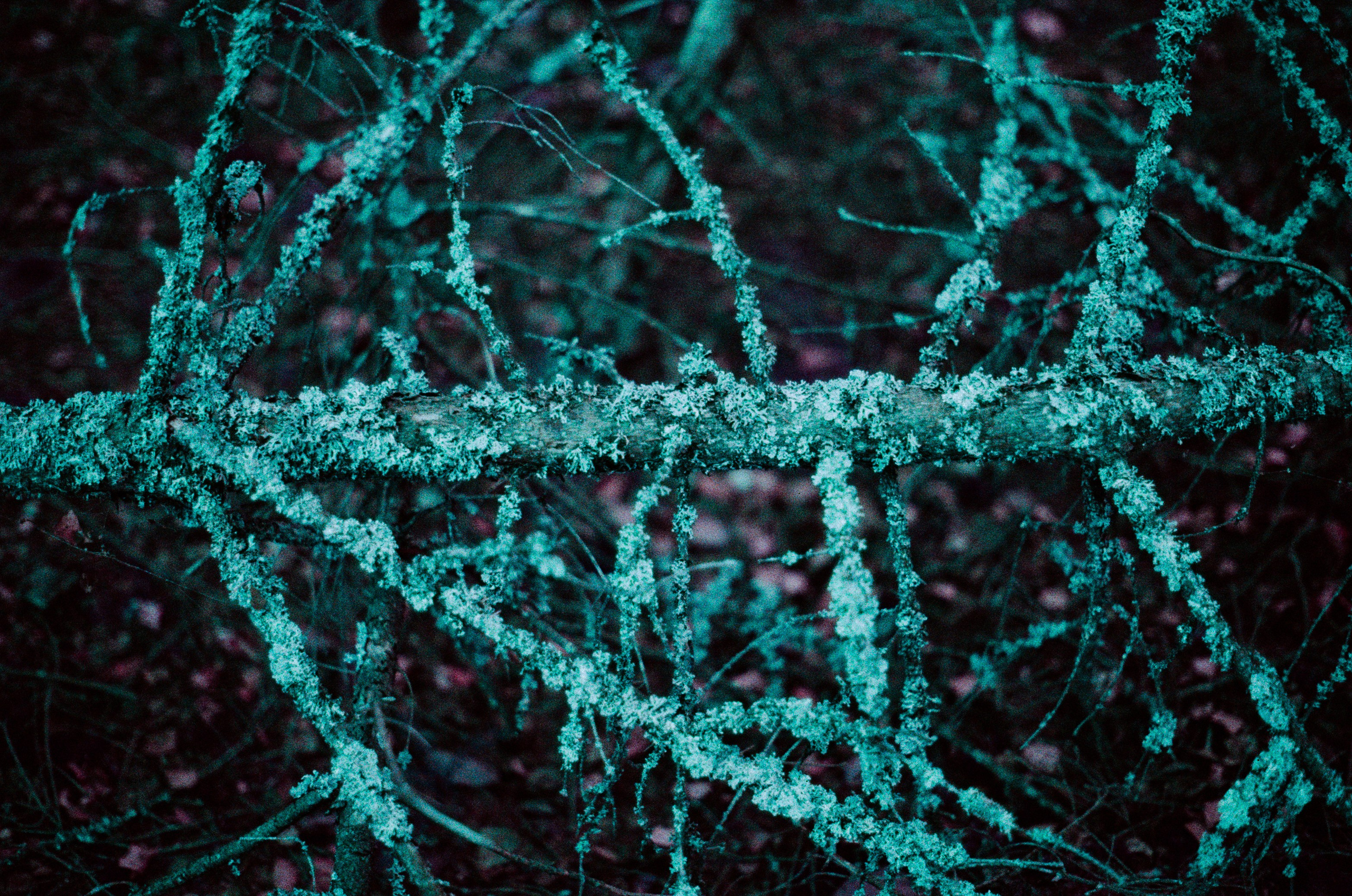 Purple overdose III. EVER EXPOSED