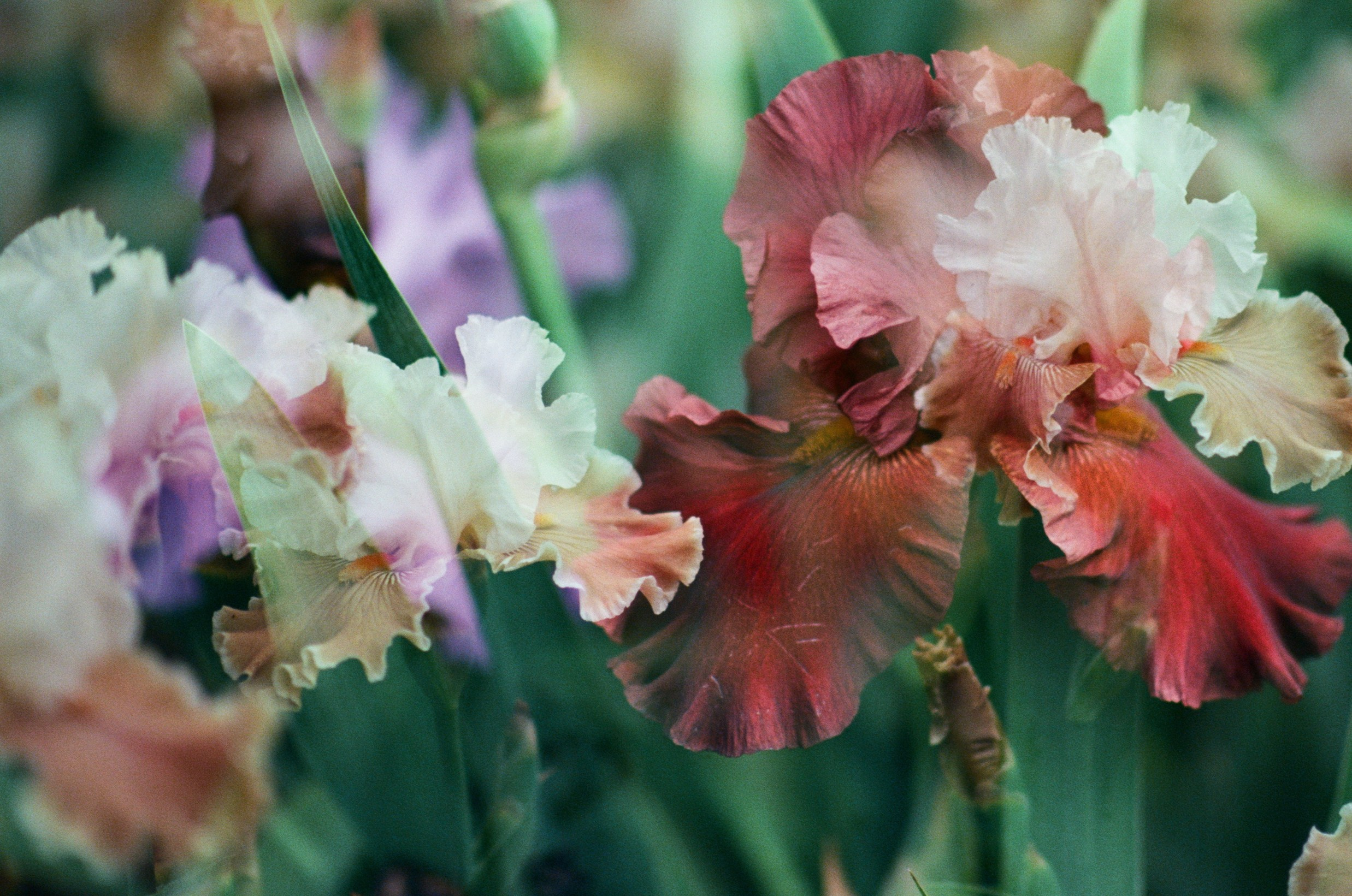 Pain shopping // ukraine, crimea IV. EVER EXPOSED