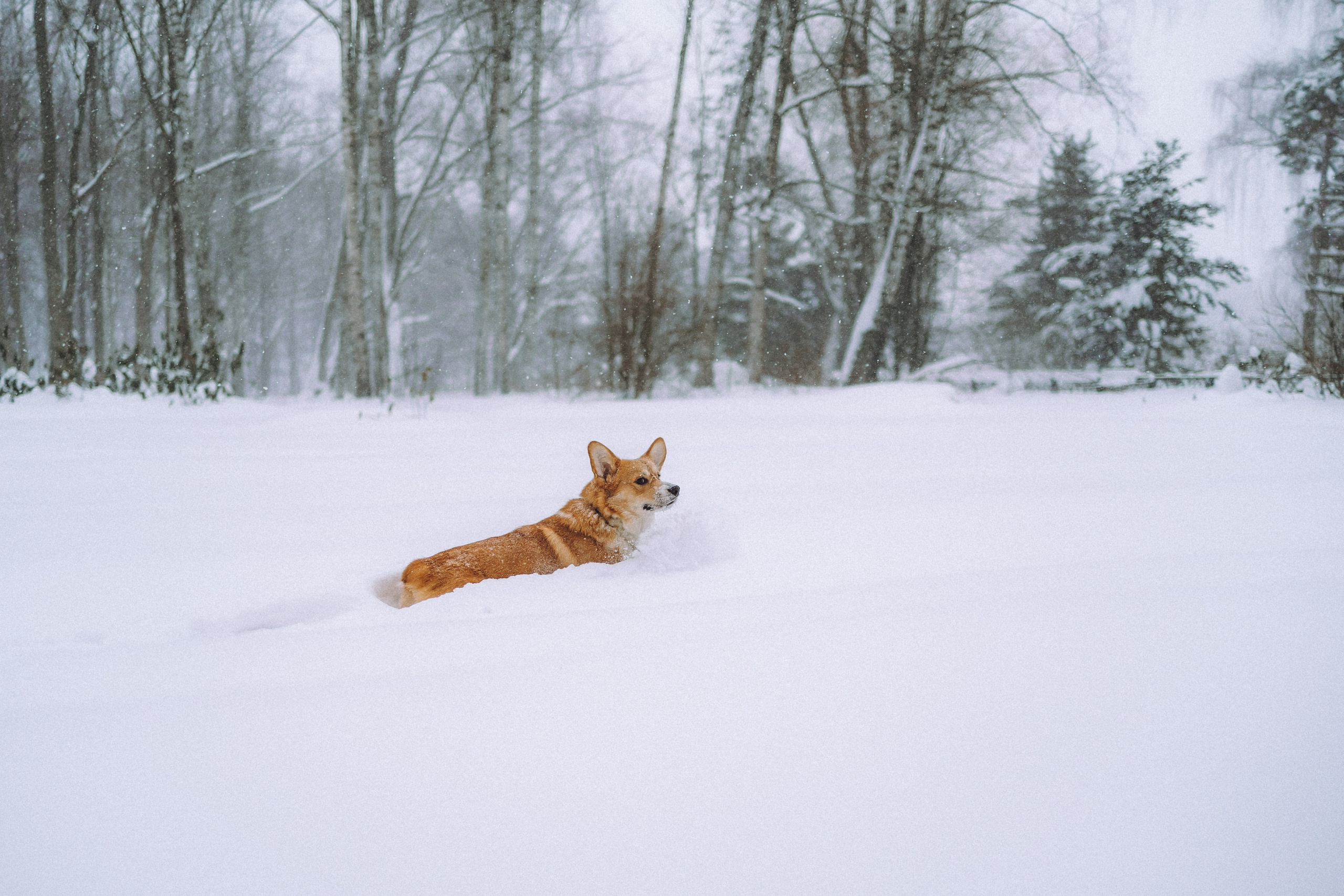 Юля и Юпитер