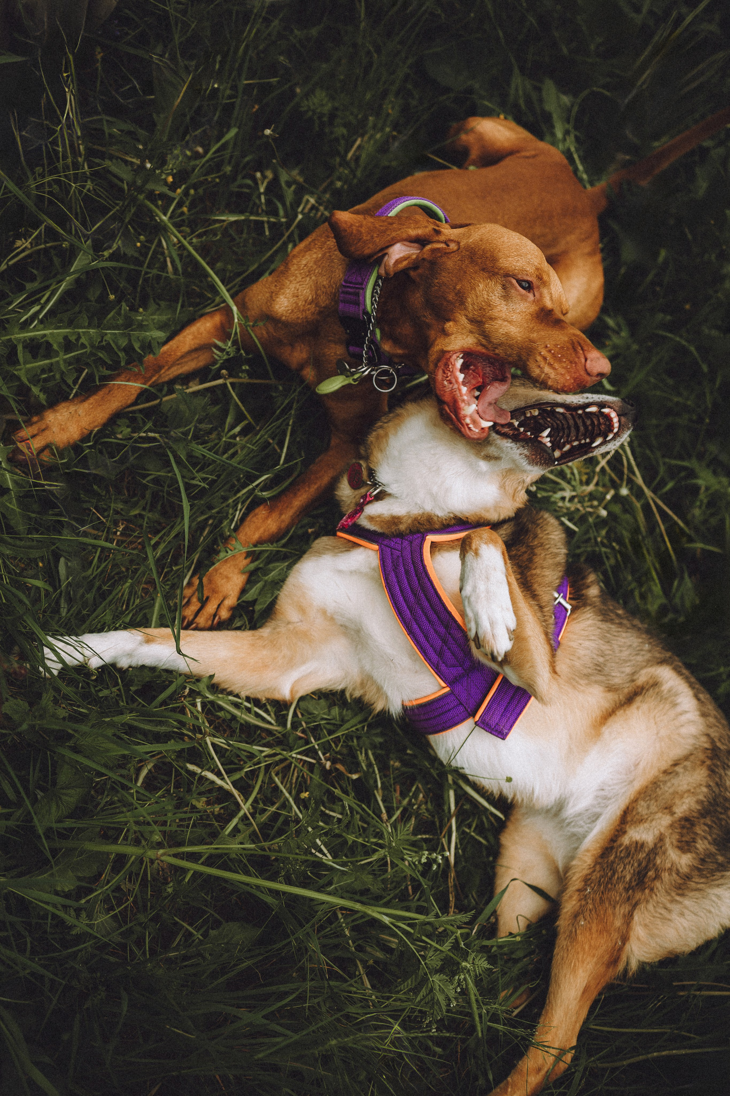 Груша, Данни, Фунтик и их семья