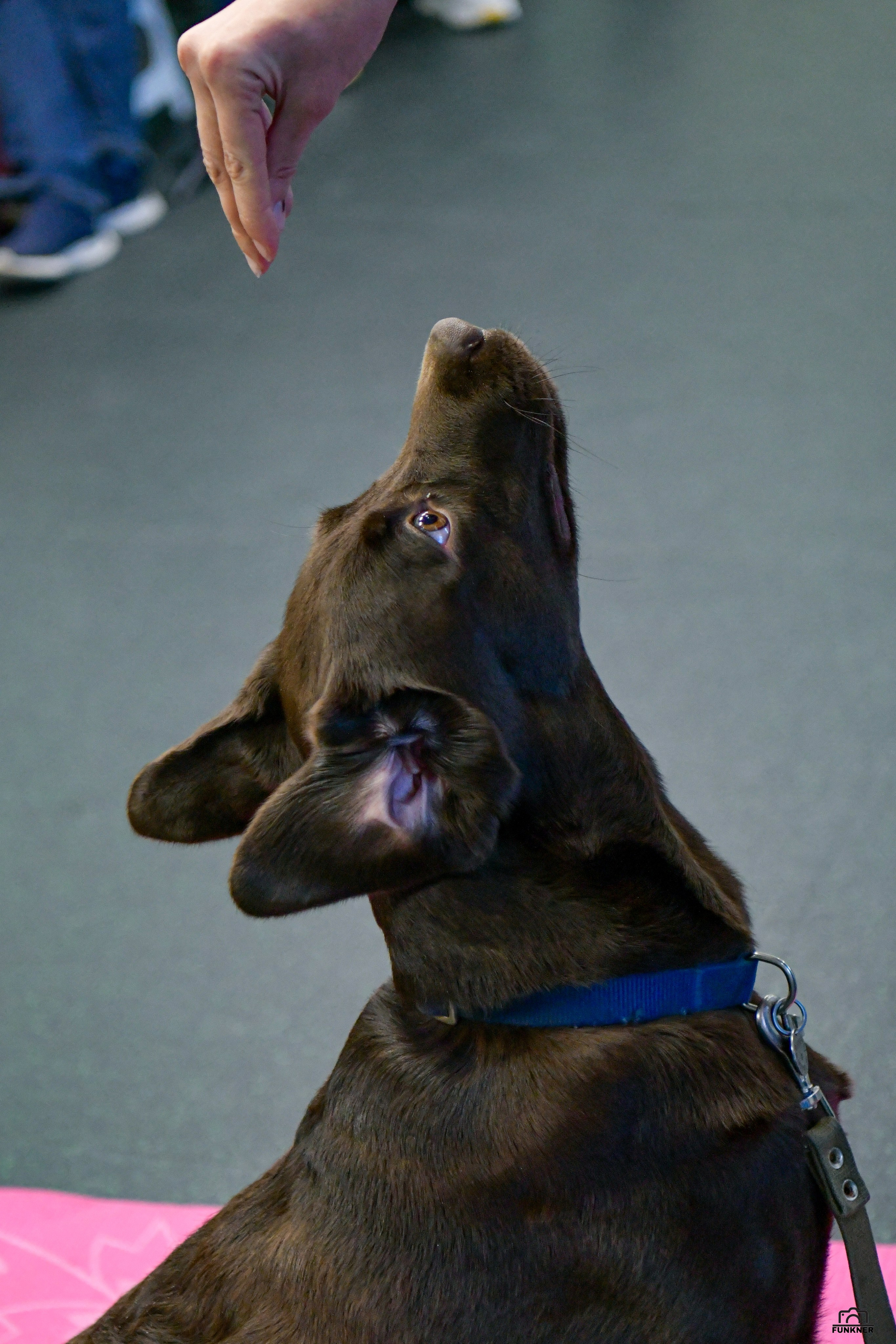 Кинологический клуб «Бодрый хвост». Свой взгляд через объектив