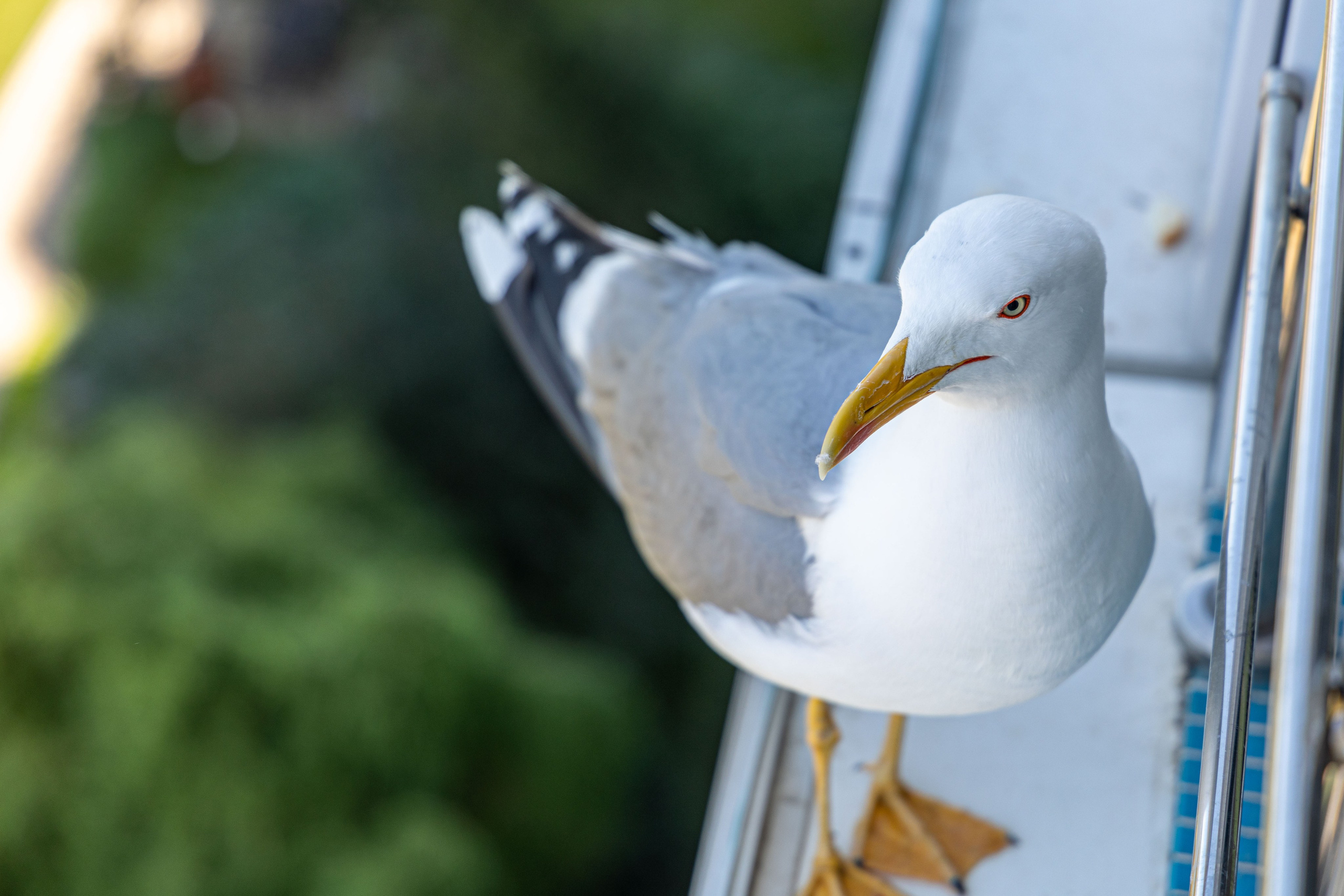 Фотограф Татьяна Марсуверских г. Жуковский, Москва и Мо. Репортажные съёмки, фотосессии,  фотограф анималист, фотосъёмка животных. Фотограф для маркетплейсов, фотоуслуги в Жуковском Татьяна Марсуверских
