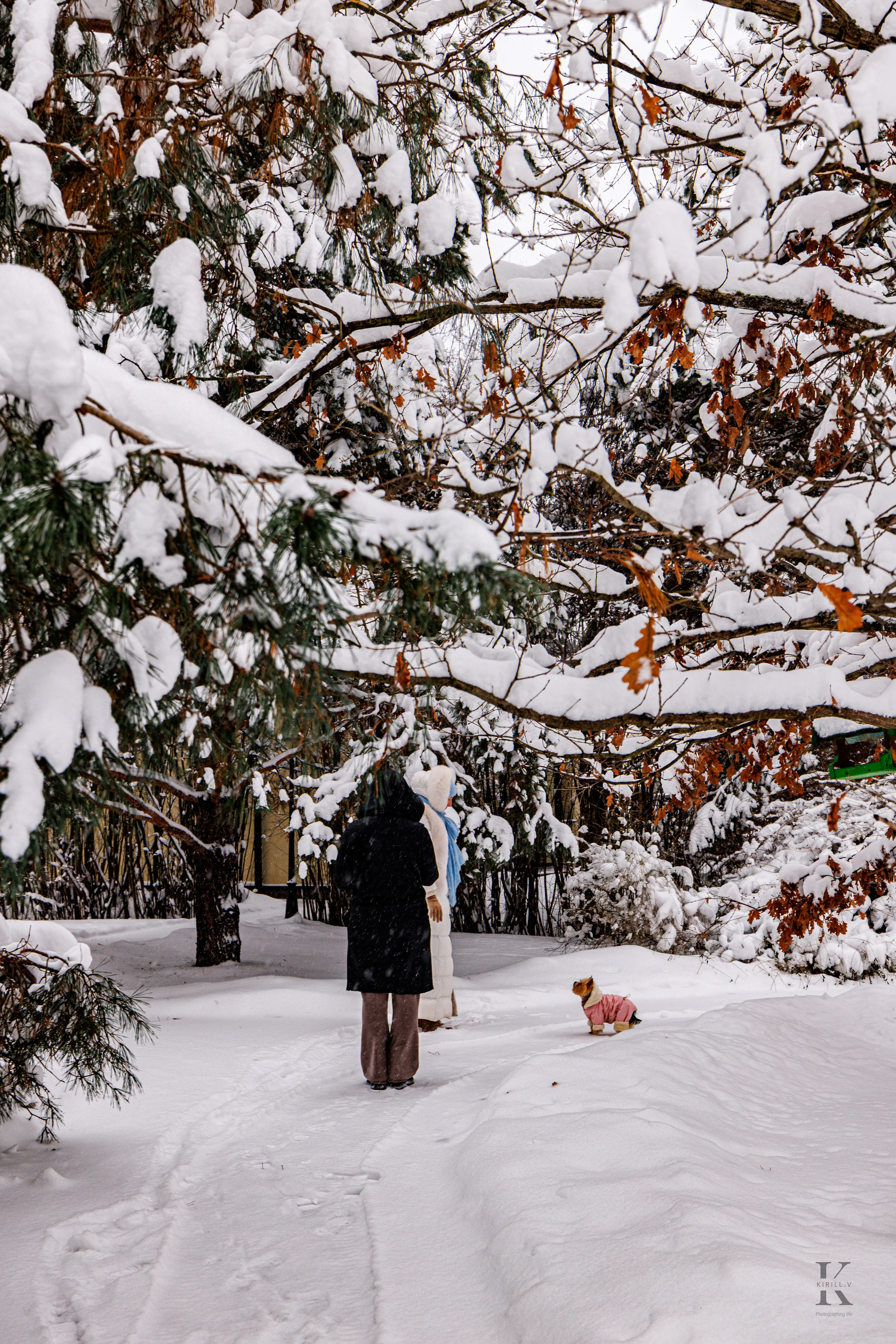 Природа 31 Декабря 2025 года. Клены. Фотографирую жизнь! Московский фотограф волонтер
