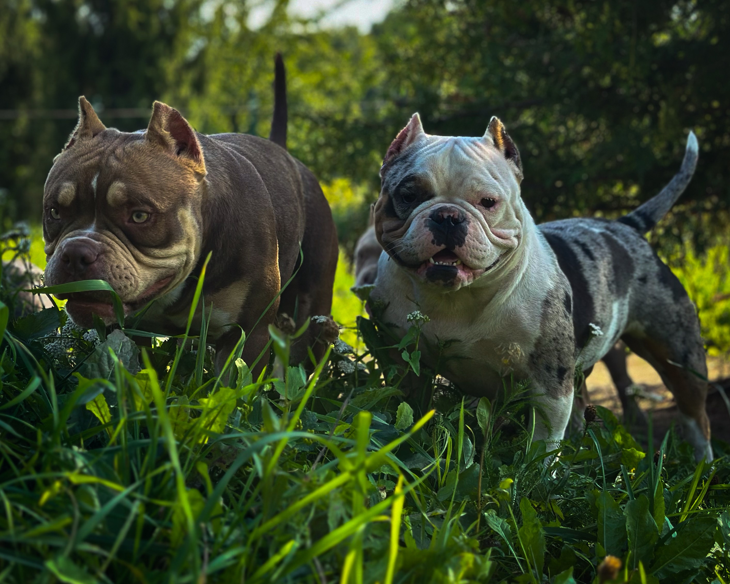 Ultimate Bully Tinky-Winky. Питомник американских булли Bounty Pride Bully