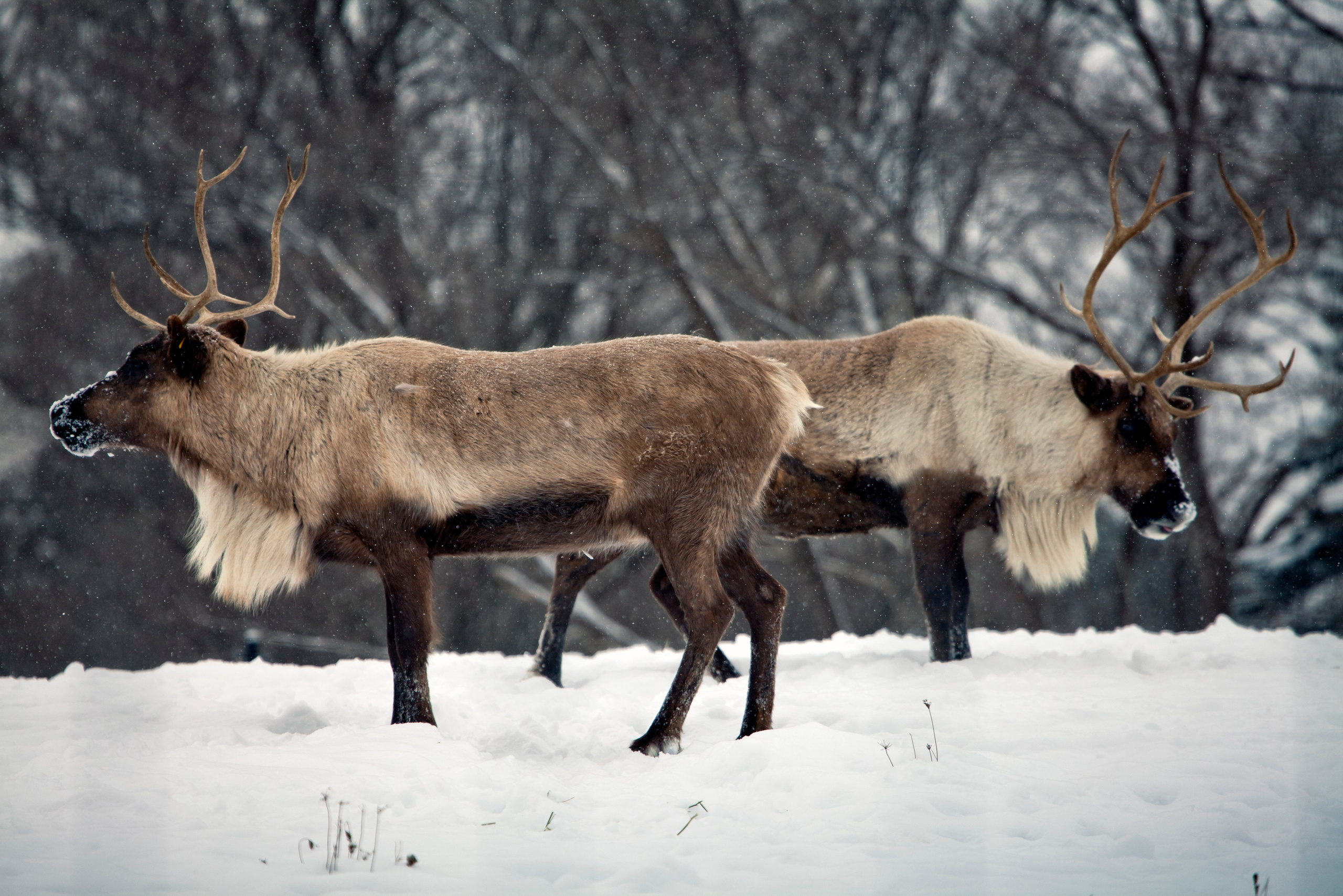 Wildlife photography. Photographer Kirill Sergeev | Moscow