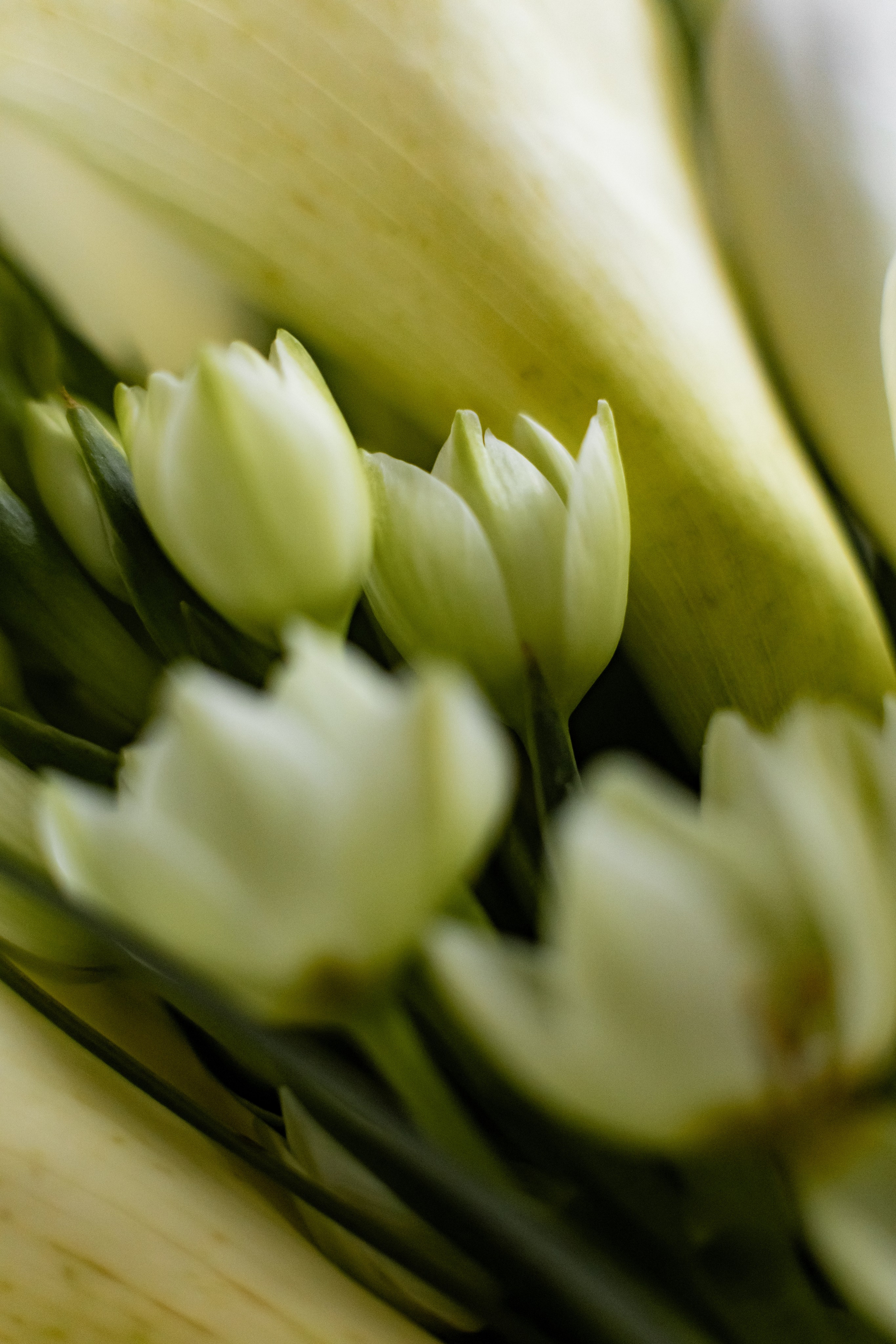 Валерия в студии «VENERA». Фотограф Белгород