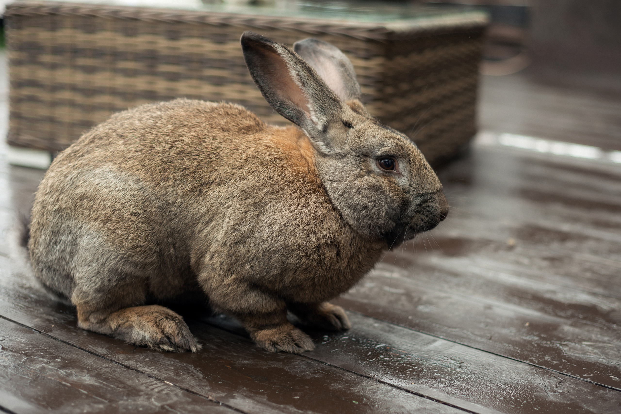Анонс. Свадебная фотосессия Риты и Ивана. Свадебный и семейный фотограф Александр Клюев