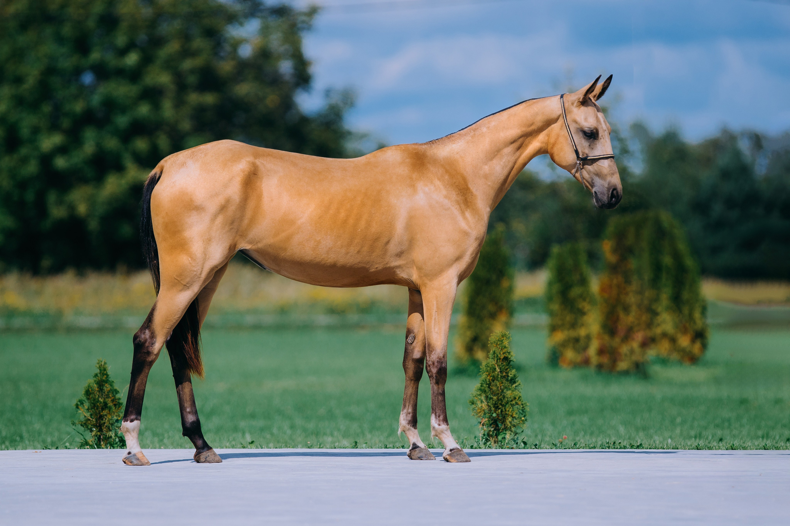 Экстерьеры. Фотограф-анималист Ксендзова Кристина