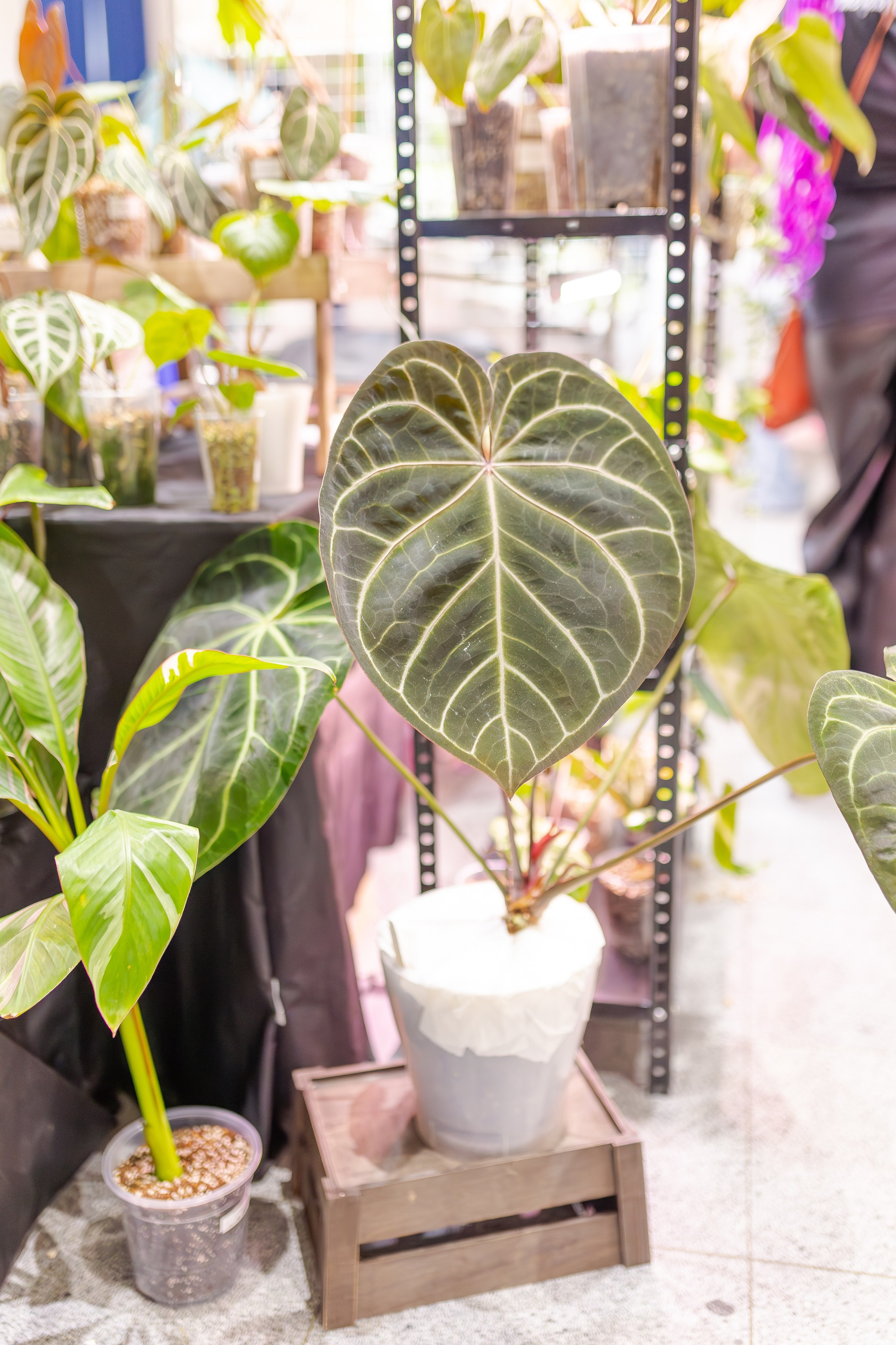 Монстериум апрель 2026. Александра Куликова фотограф, Москва