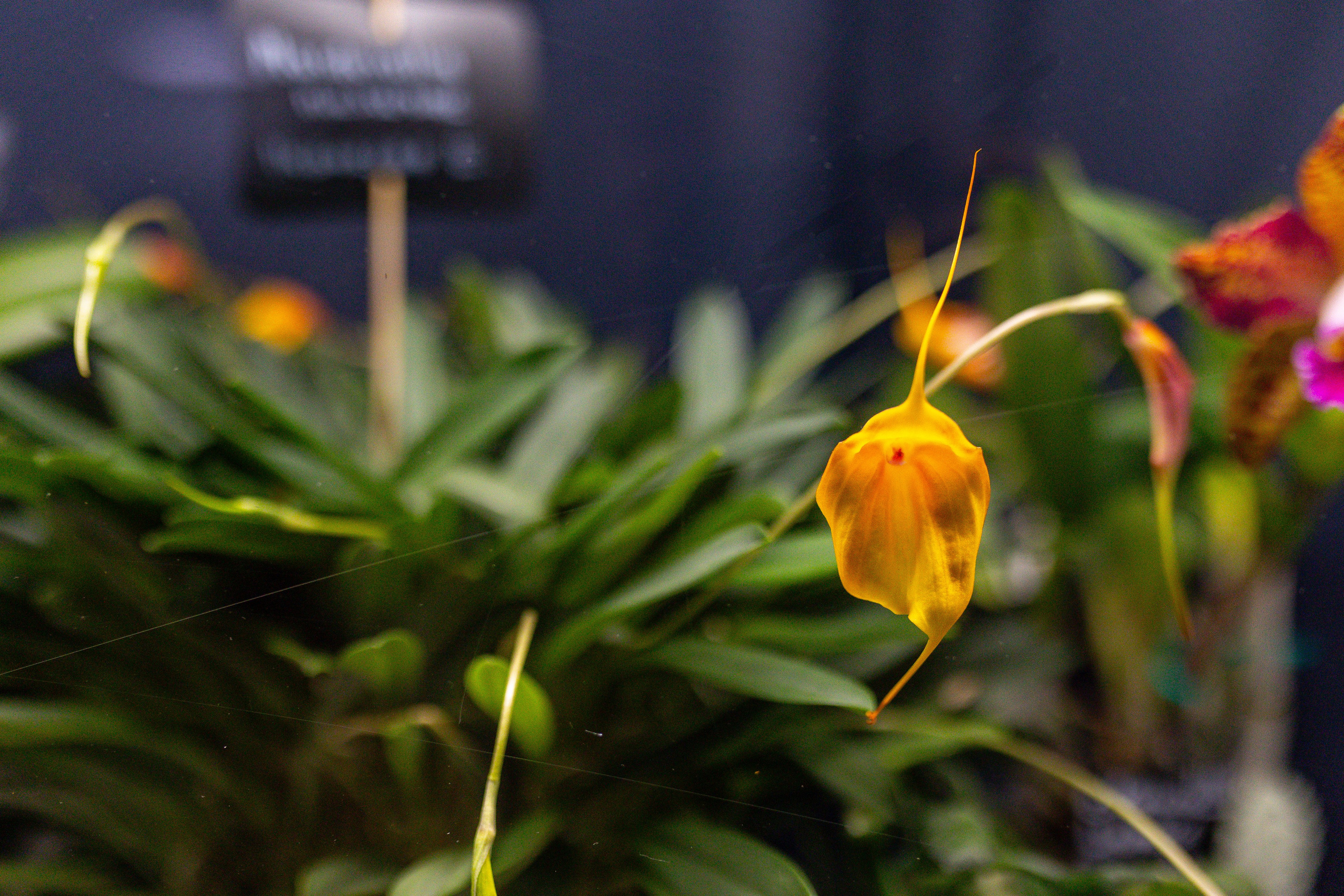 Орхидиум сентябрь 2025. Александра Куликова фотограф, Москва