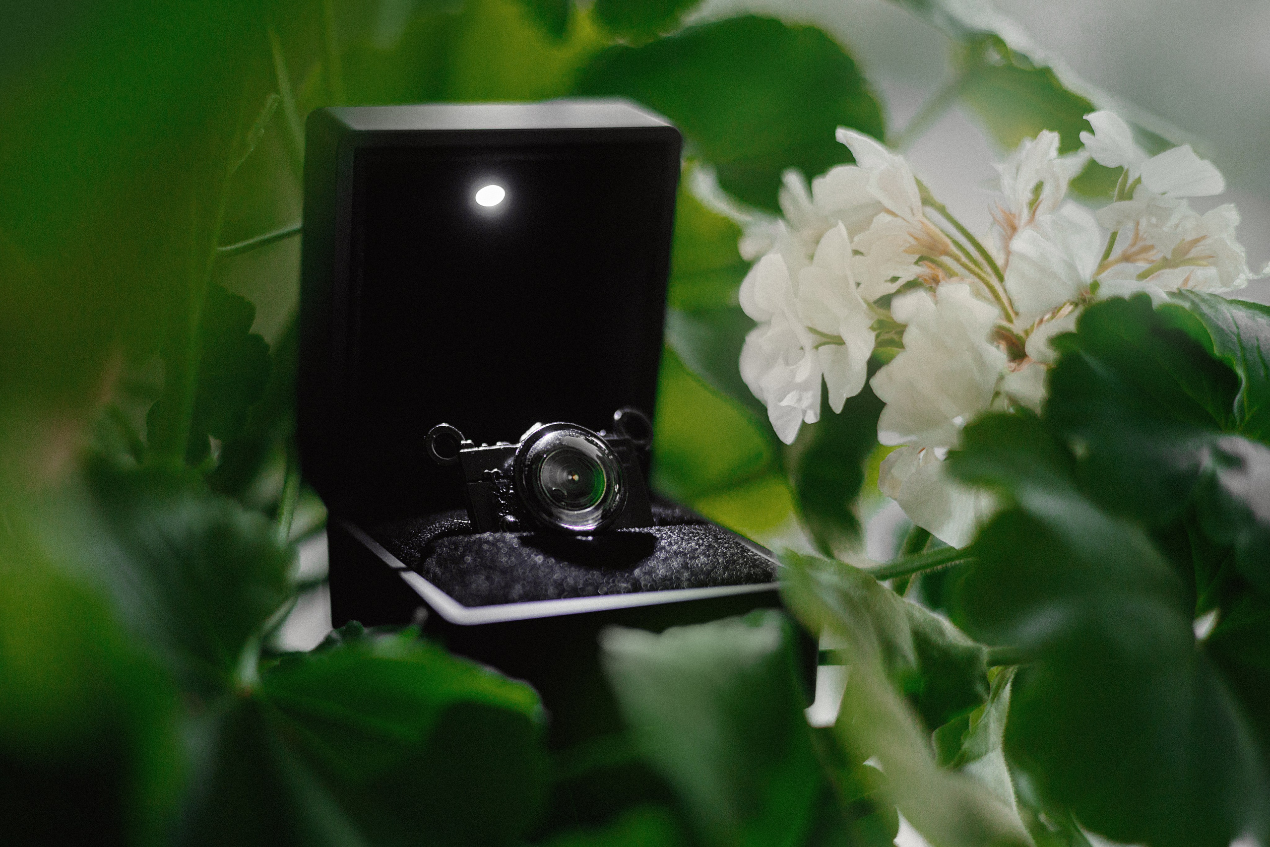 Проект «366»|2024|Фото каждый день. LENA GRACE photographer ||ЛЕНА ГРЭЙС фотограф