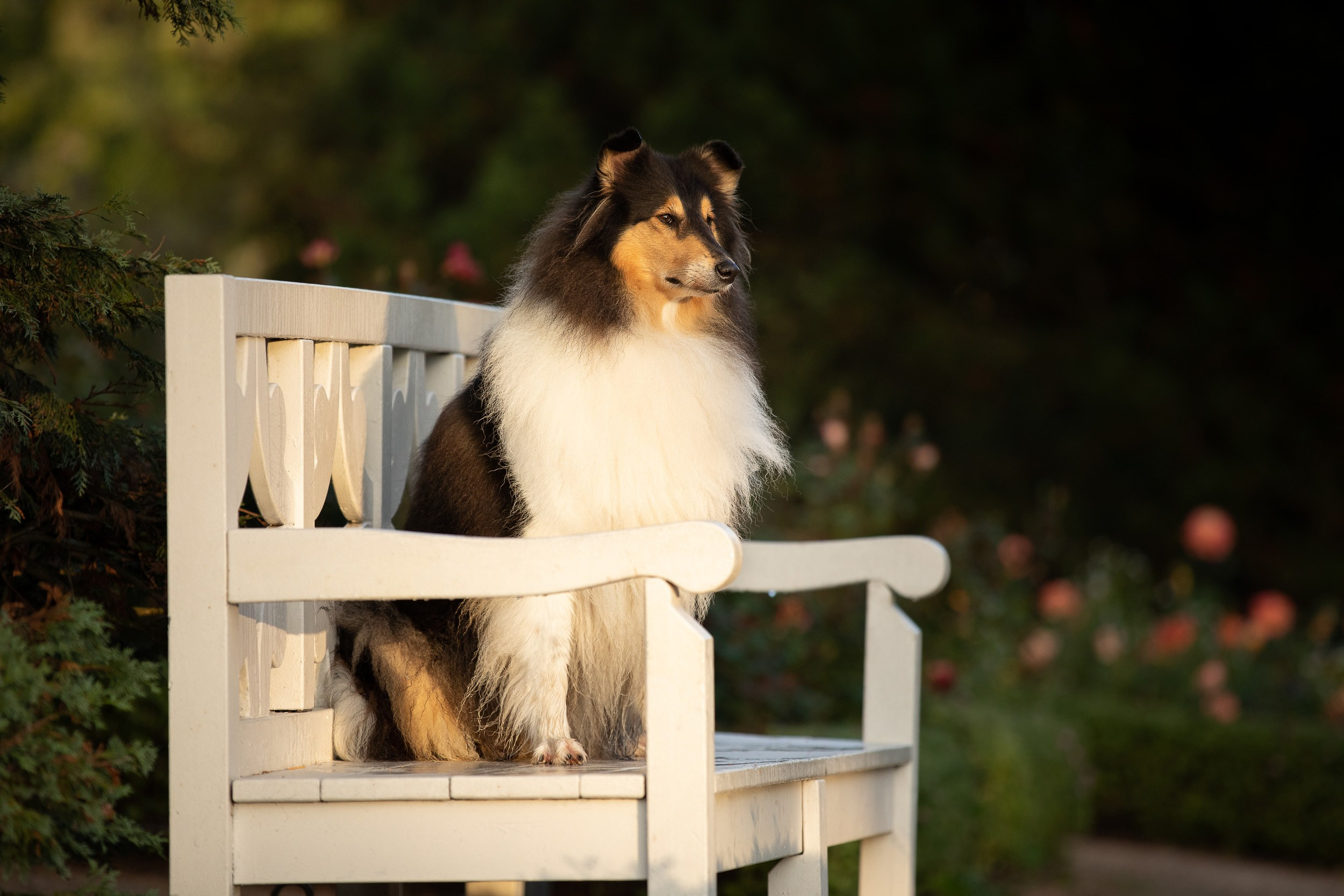 Съемка с питомцем на рассвете в Москве. Фотограф-анималист в Москве и Московской области Татьяна Фролова