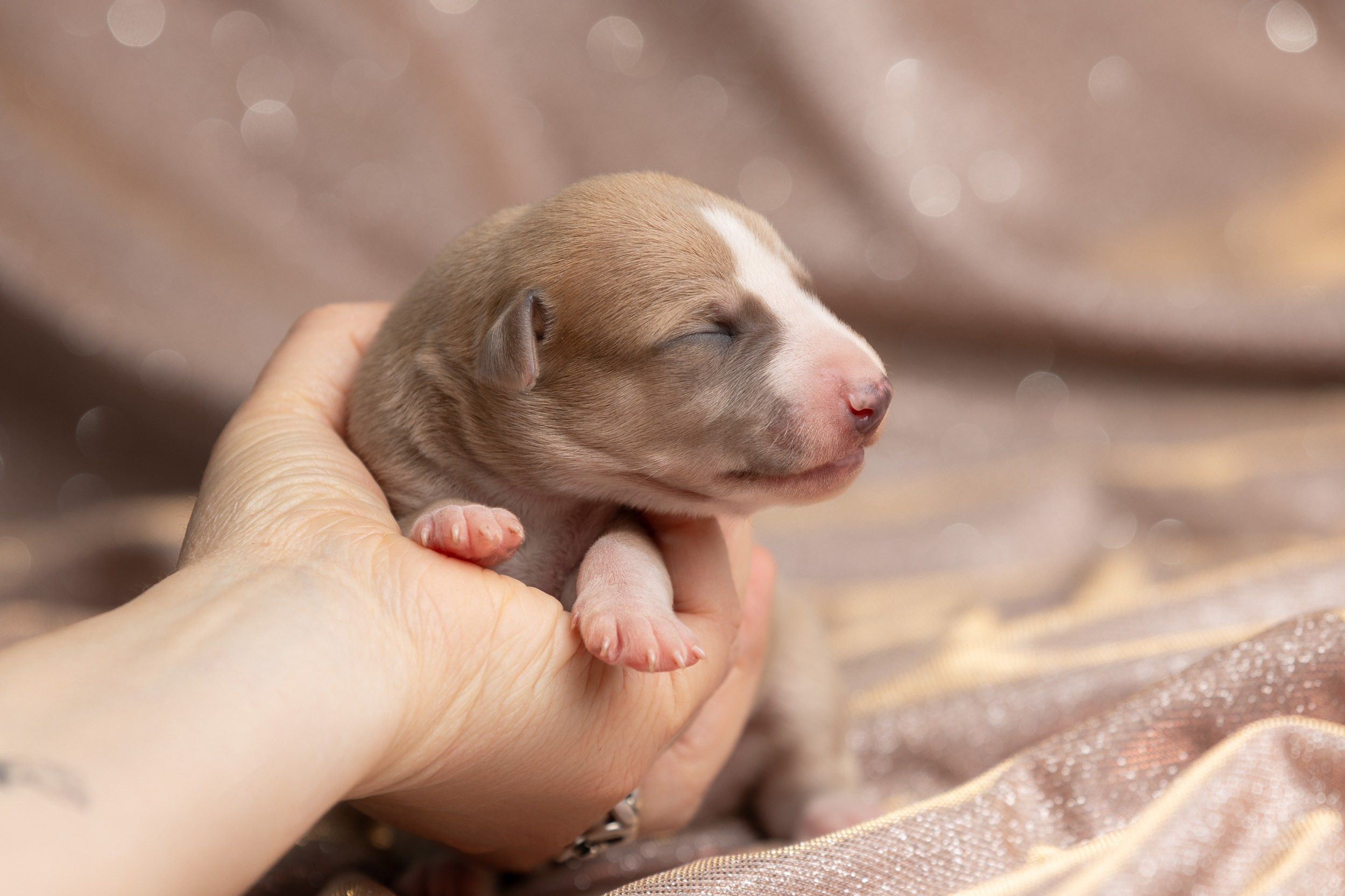 Ньюборн для щенков уиппета. Фотограф-анималист в Москве и Московской области Татьяна Фролова