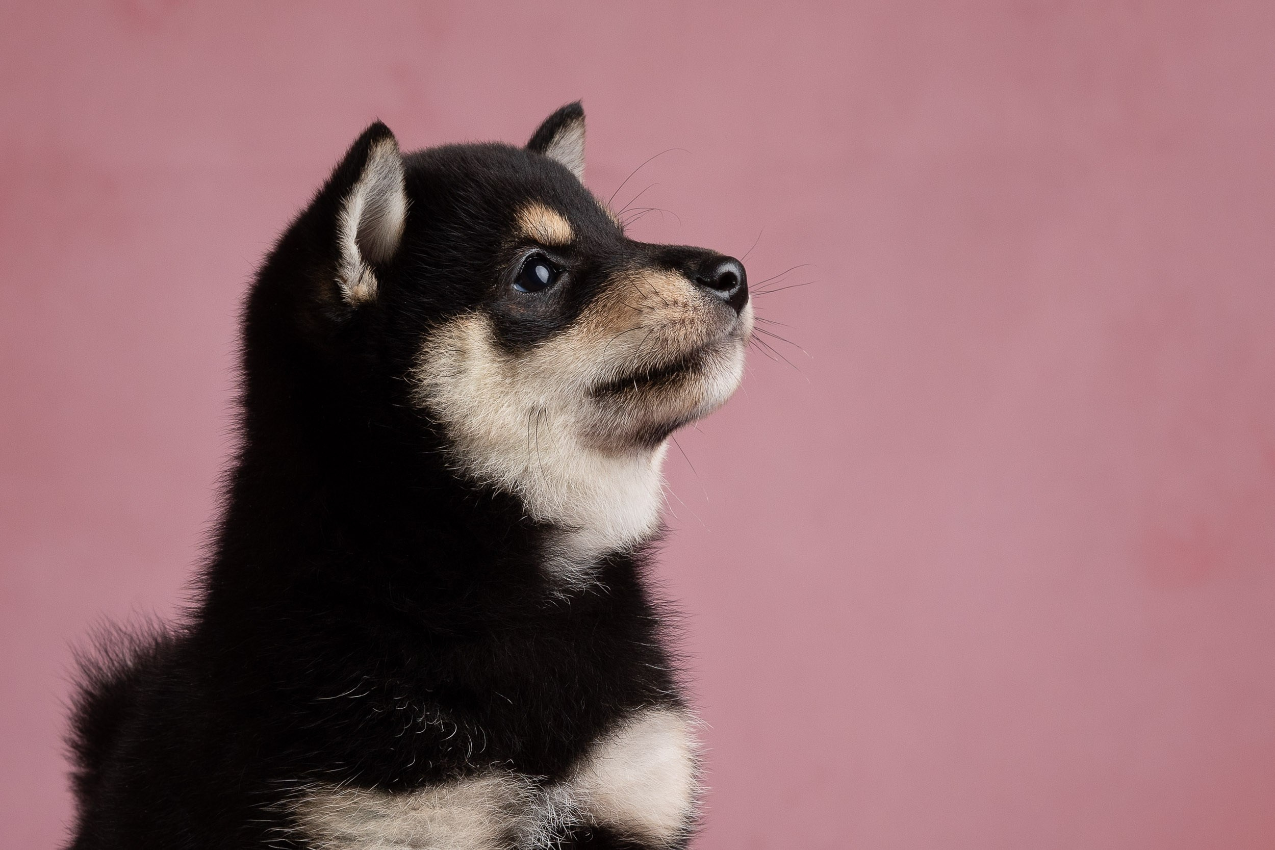 Гламурная фотосессия для щеночков. Фотограф-анималист в Москве и Московской области Татьяна Фролова