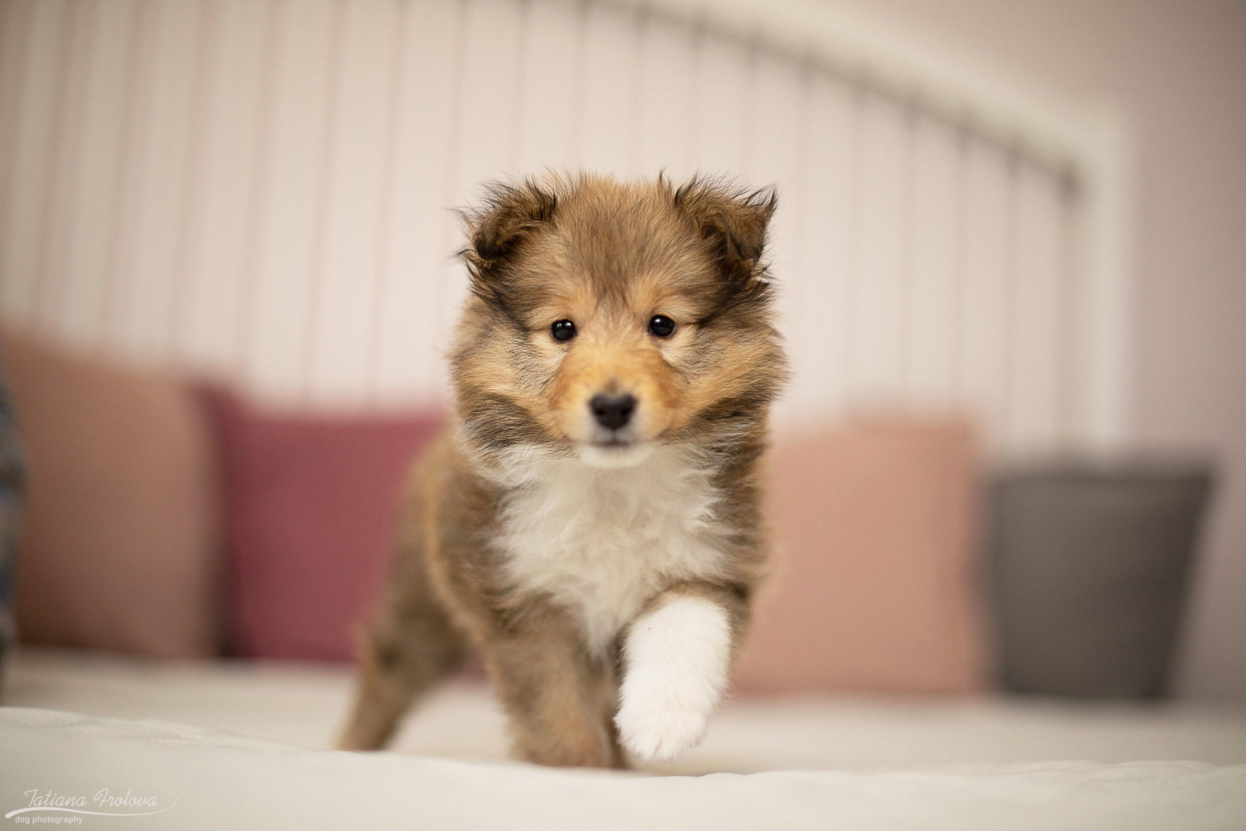 Съёмка щенков дома. Фотограф-анималист в Москве и Московской области Татьяна Фролова