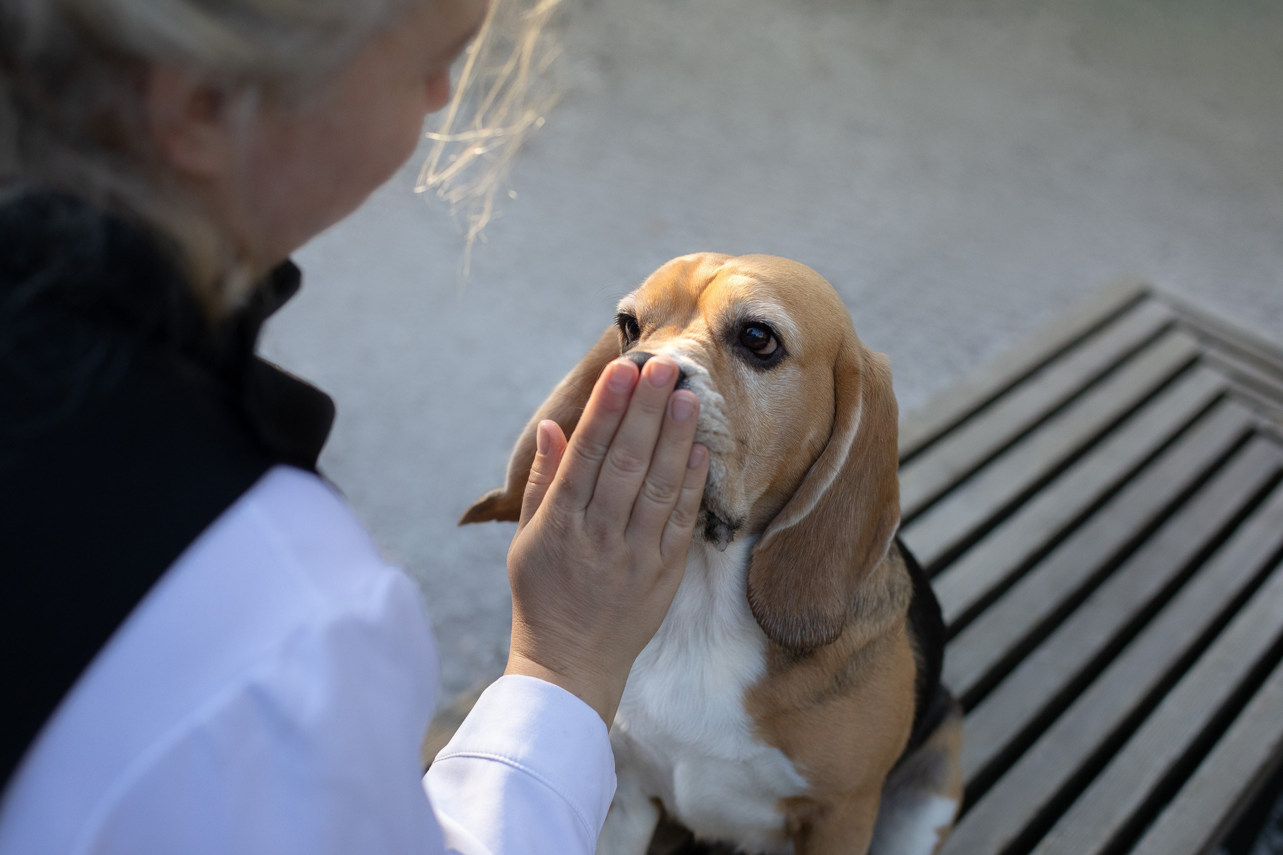 Фотопрогулка с Татьяной и биглем Евой. Фотограф-анималист в Москве и Московской области Татьяна Фролова