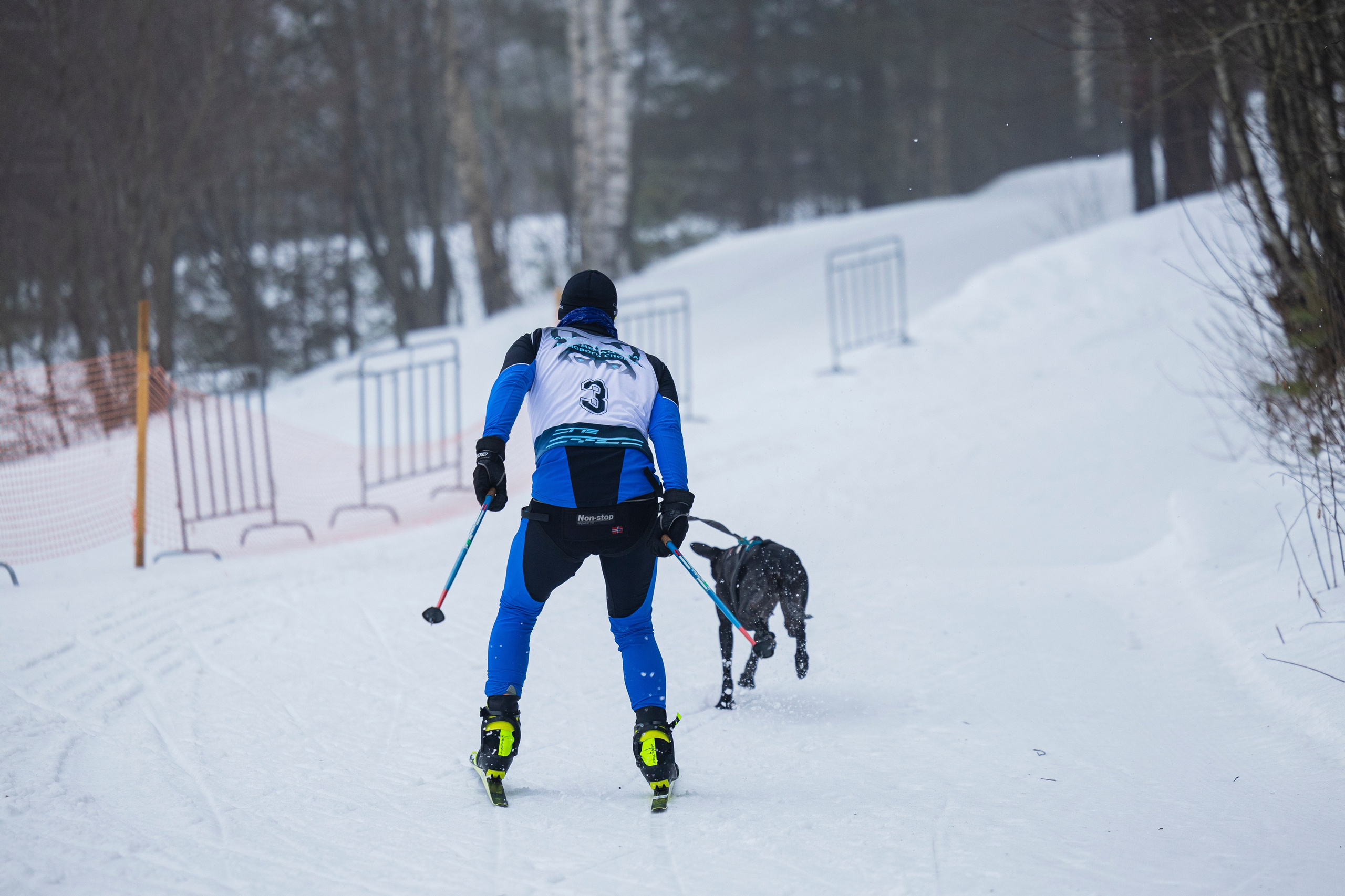 Зимний Чемпионат Санкт-Петербурга по ездовому спорту. Фотограф-анималист Анна Маринич