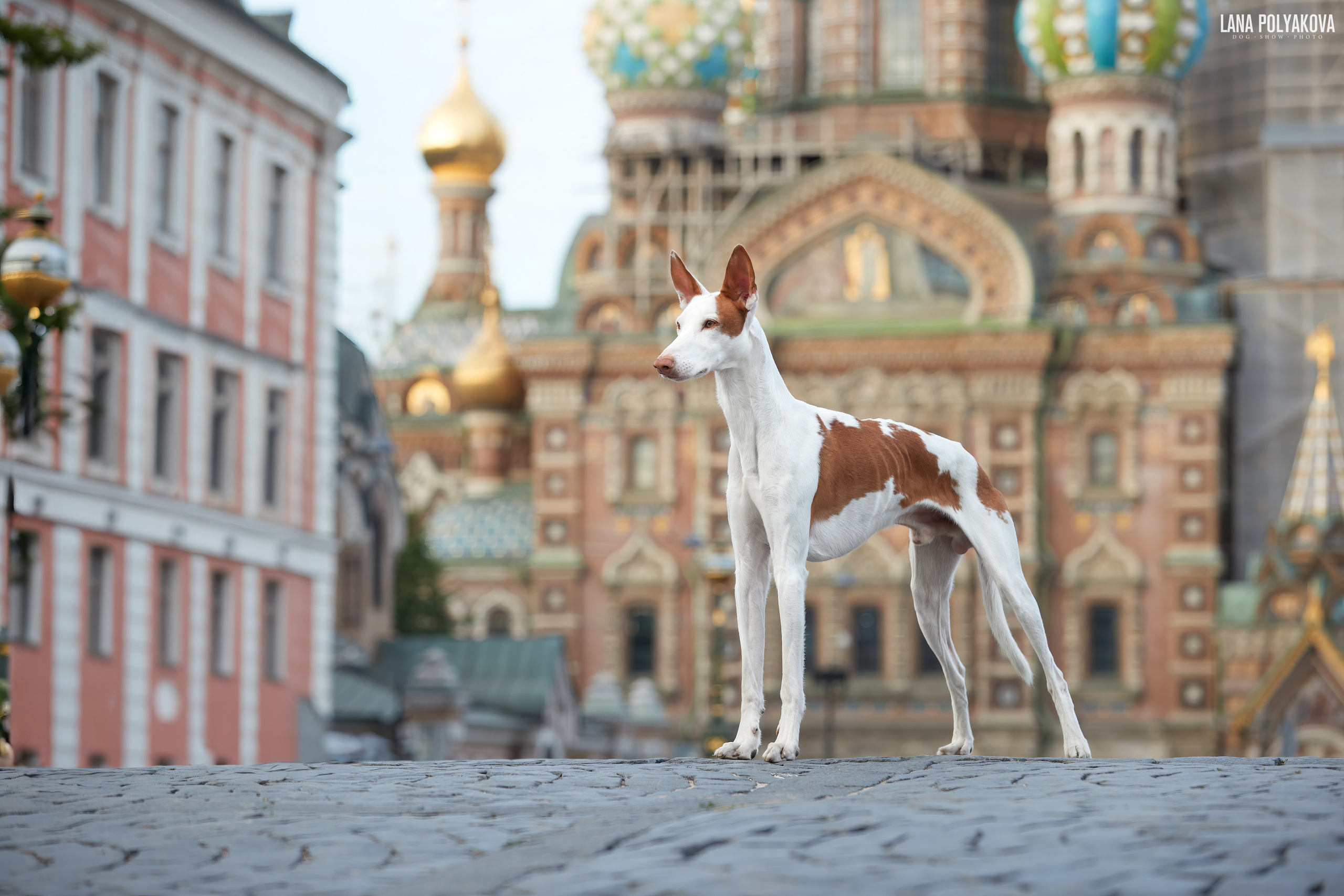 ФОТОГРАФ-АНИМАЛИСТ l LANA POLYAKOVA