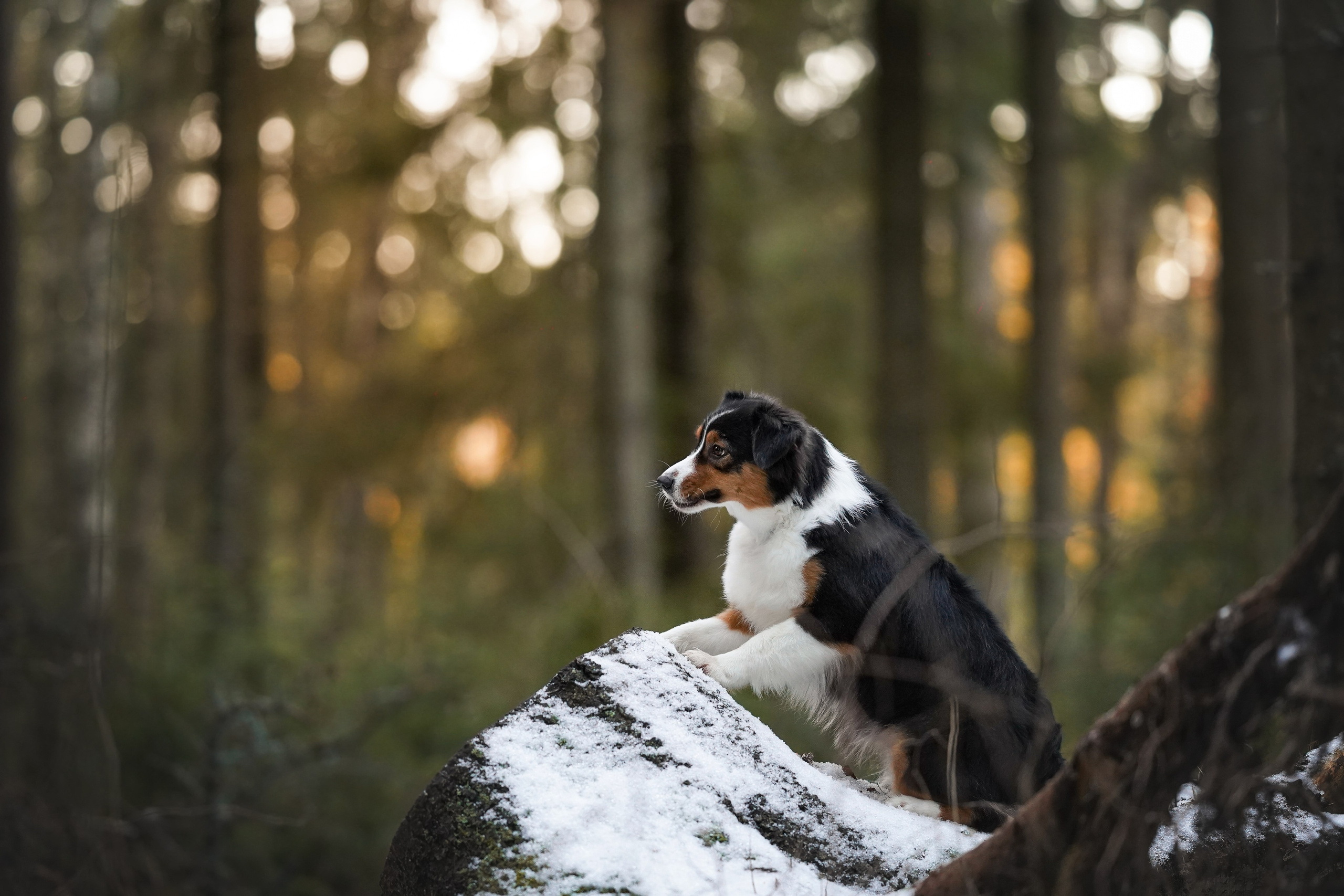 Бэст Айла и Панда. Фотограф-анималист в Санкт-Петербурге Яна Мартынова