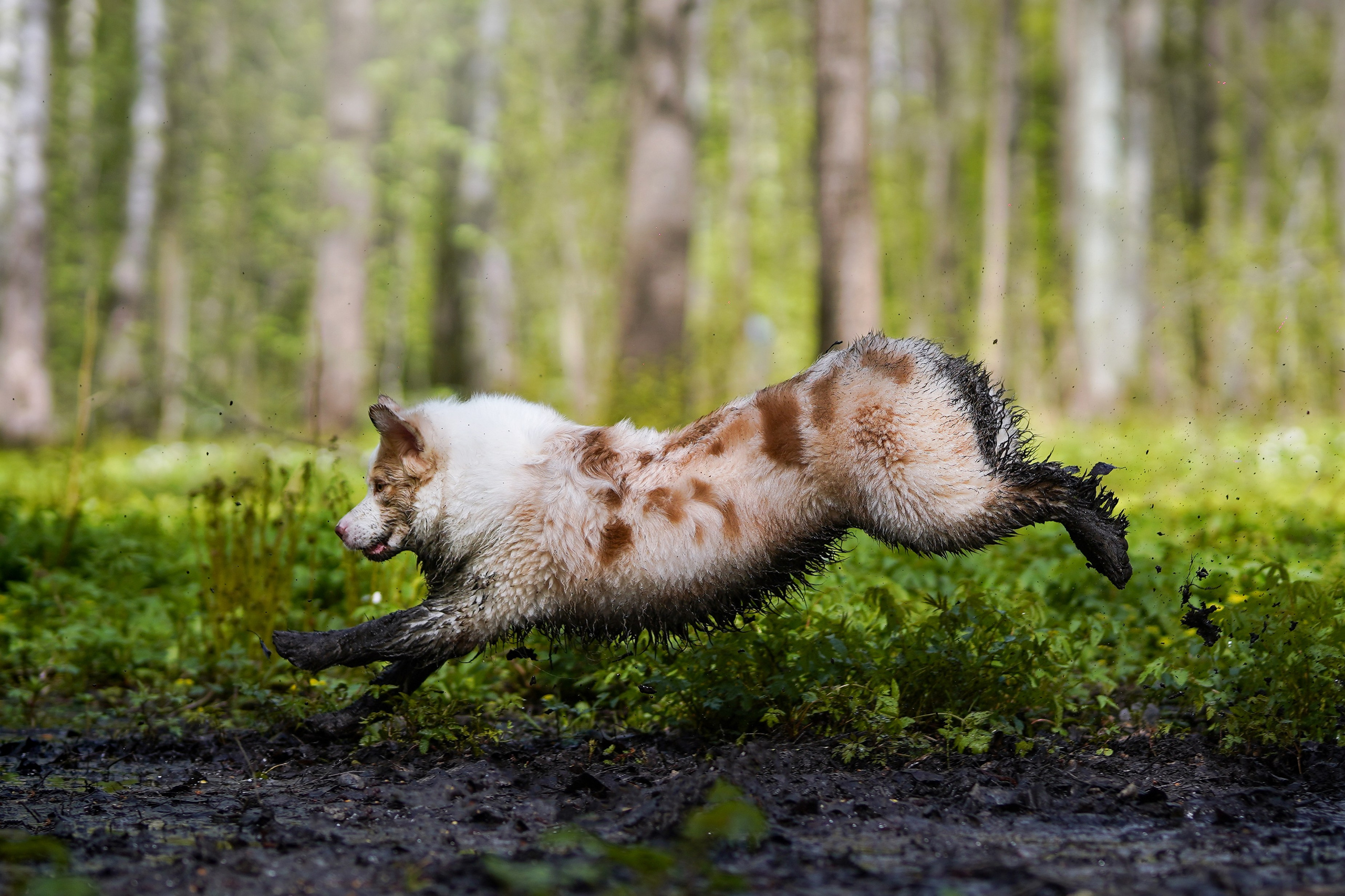 Рокки и Гермиона. Фотограф-анималист в Санкт-Петербурге Яна Мартынова