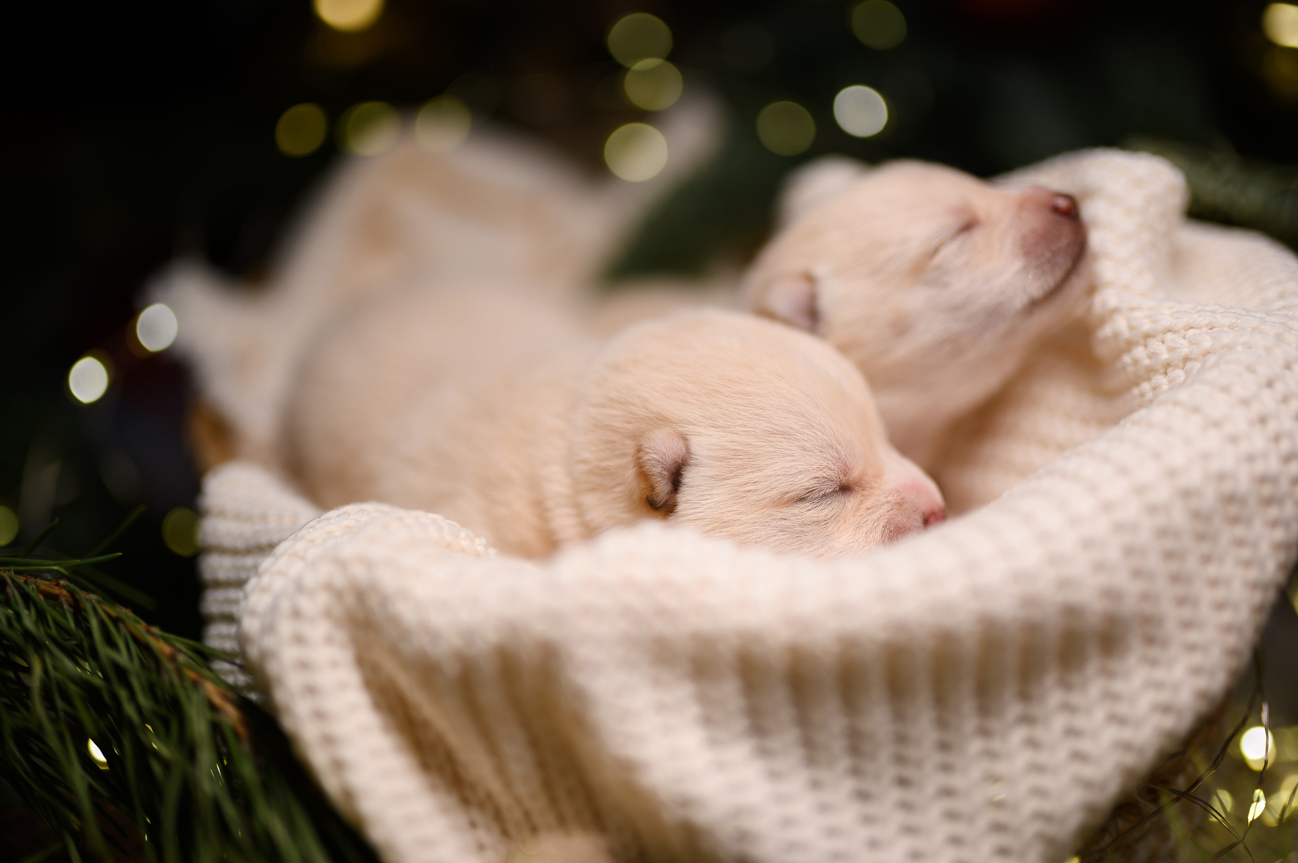 Мамесиба. Фотограф анималист в Москве Ольга Агушева
