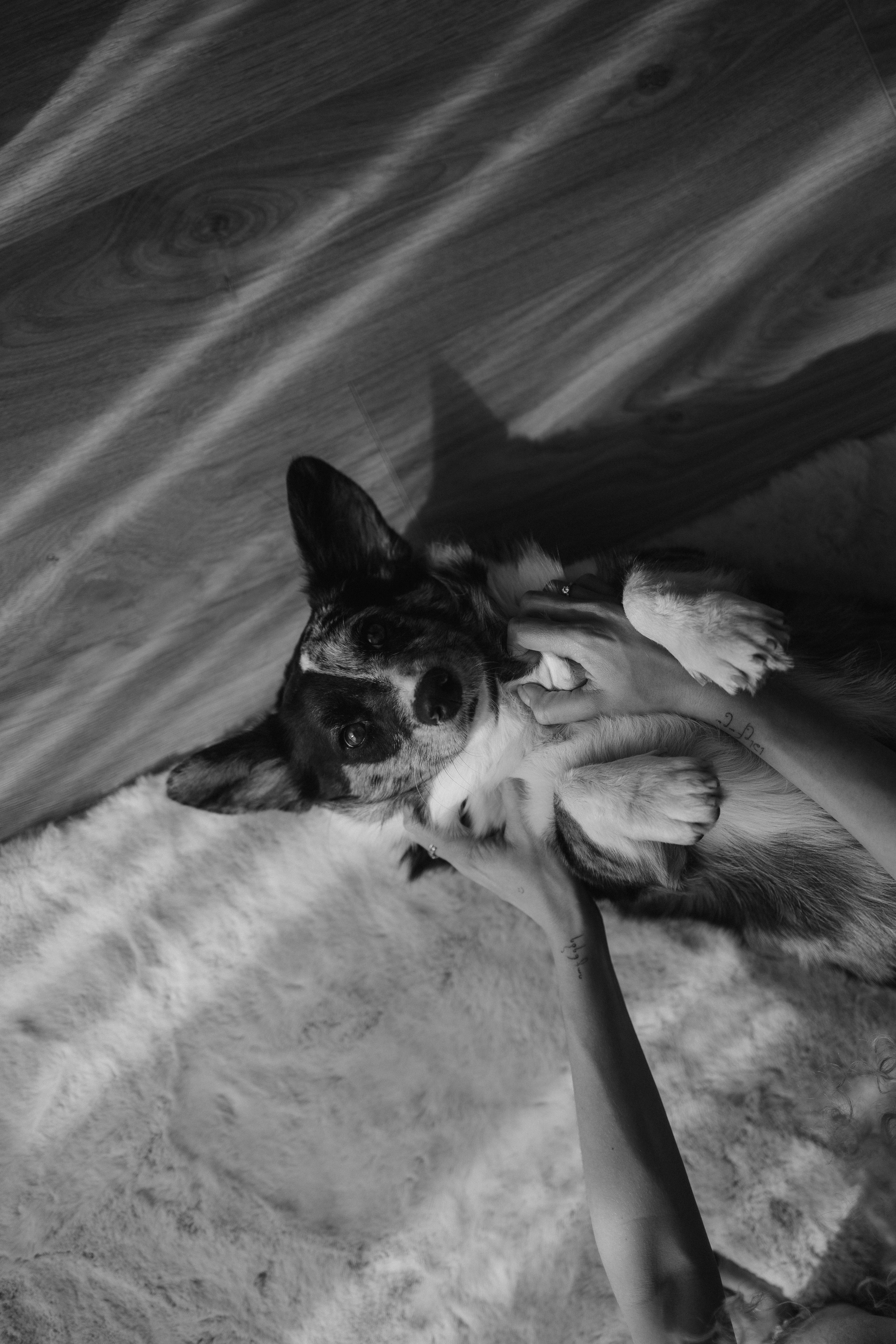 Бэлла, Деми и Луна. Фотораф — анималист Мария Шистка