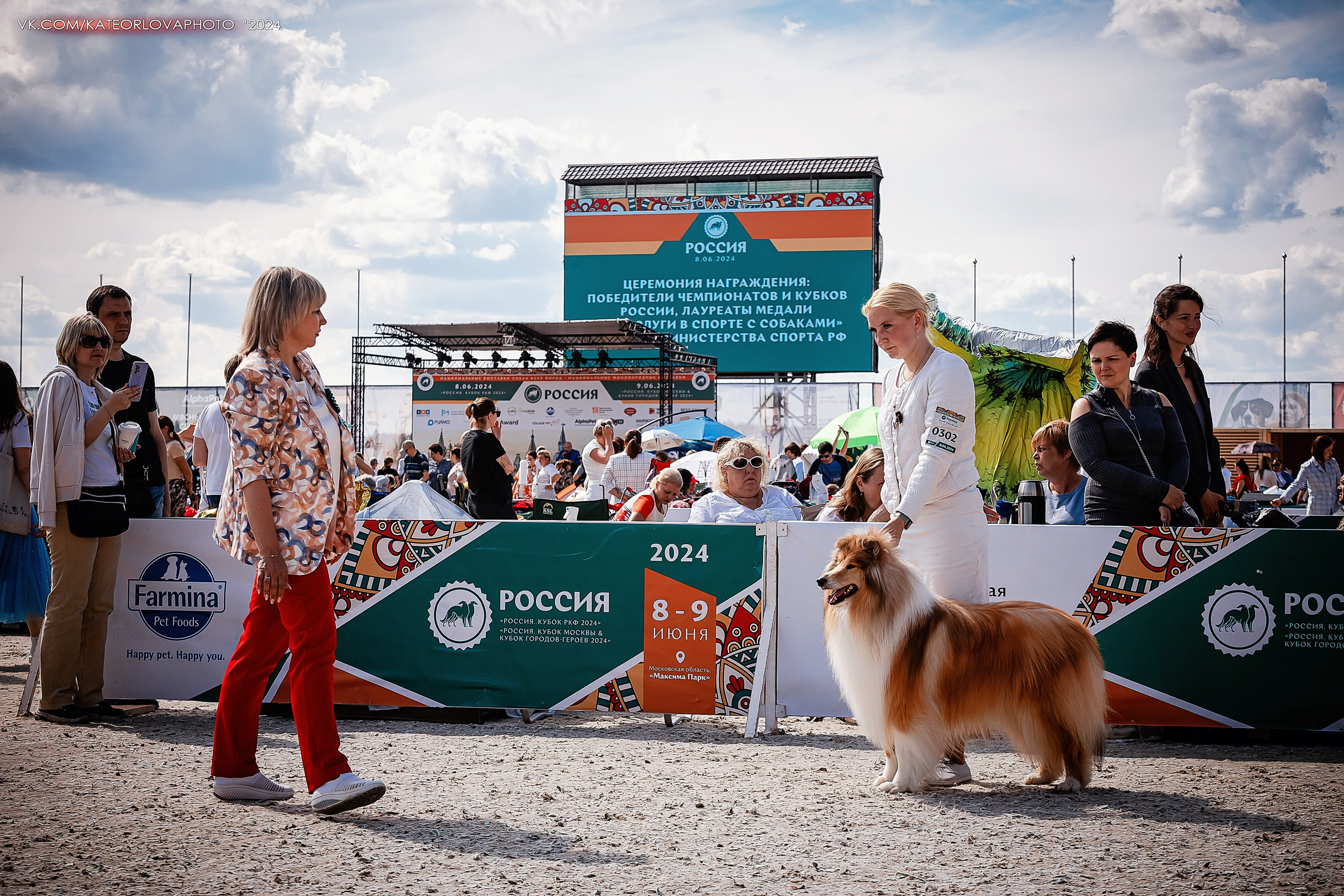 Фотосъемка собак, щенков, на выставках, фотограф анималист Россия воронеж. Питомник собак Акита, Хаски, Корги