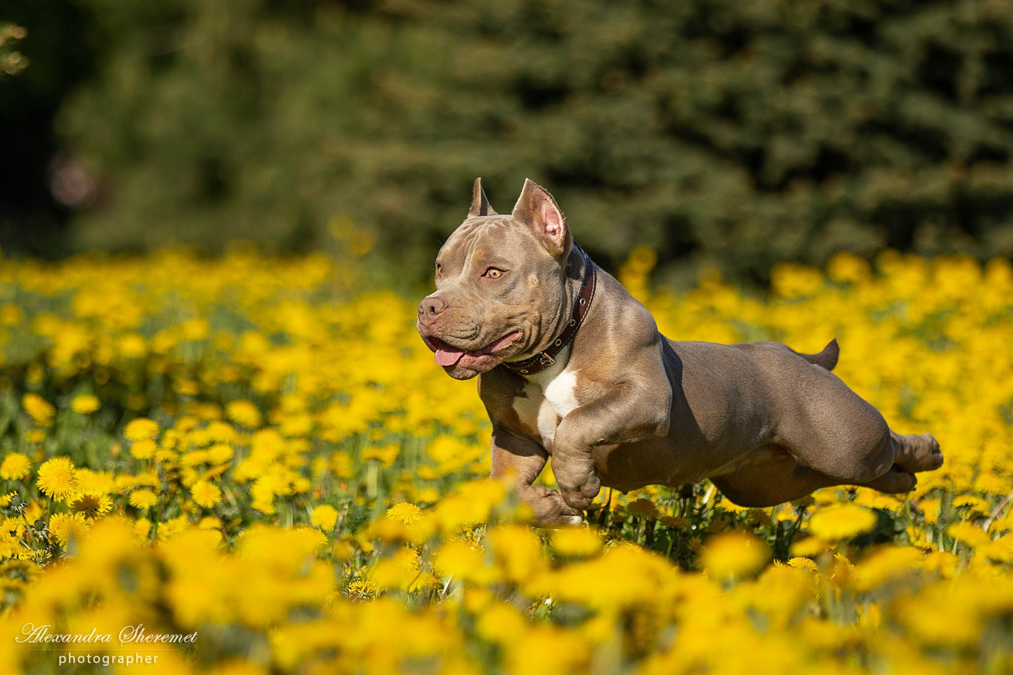 Булли. Фотограф-анималист Александра Шеремет