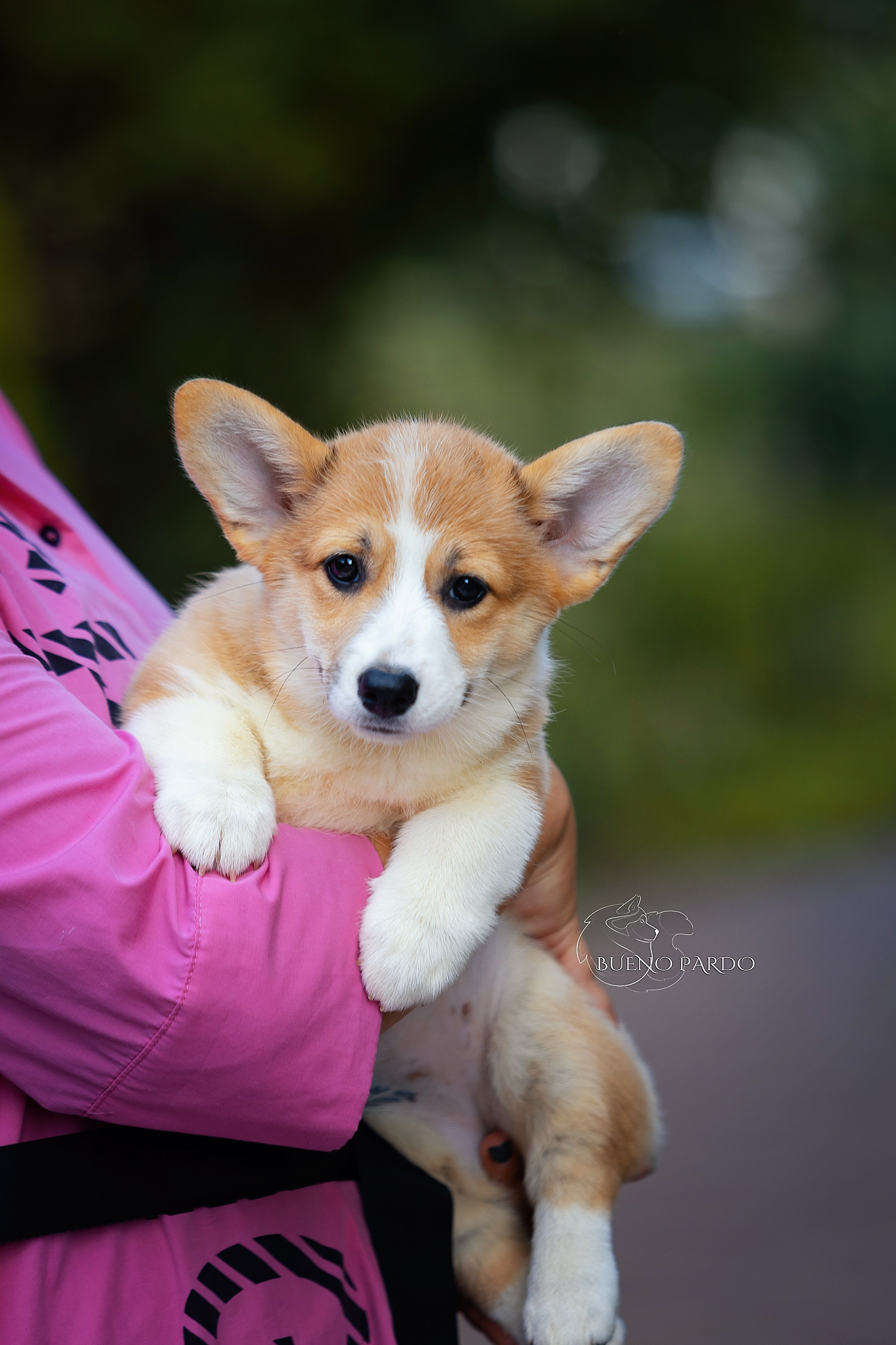 Щенки вельш корги пемброк из питомника. Питомник собак Акита, Хаски, Корги