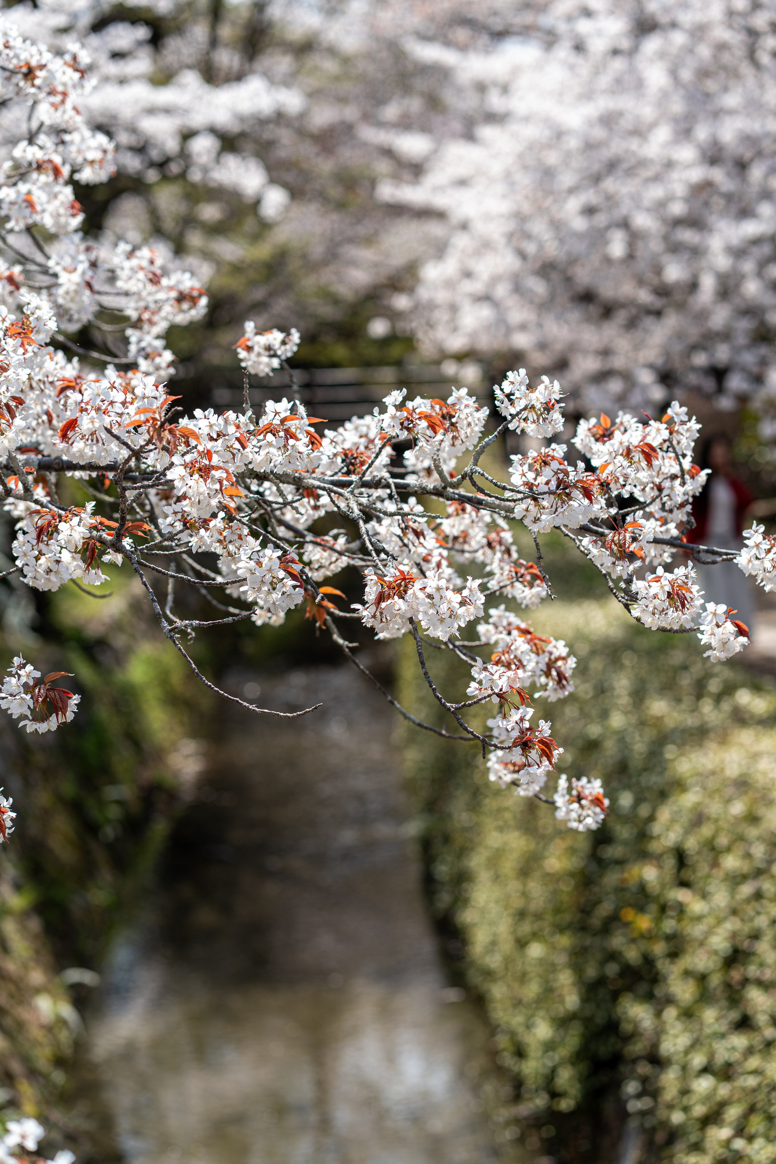 Япония, сакура. Творческие сьемки