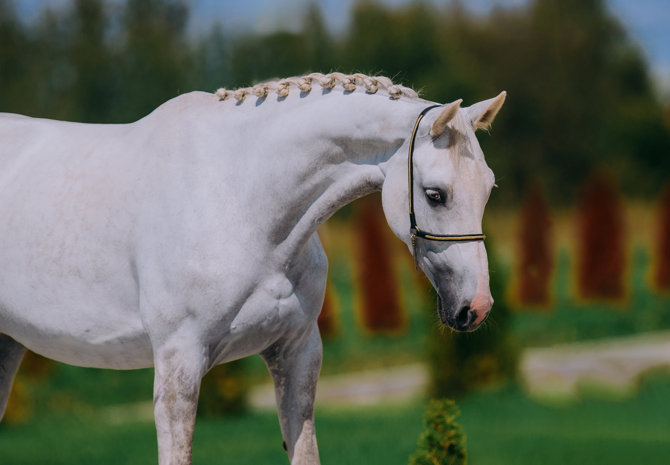 На природе. Фотограф-анималист Ксендзова Кристина