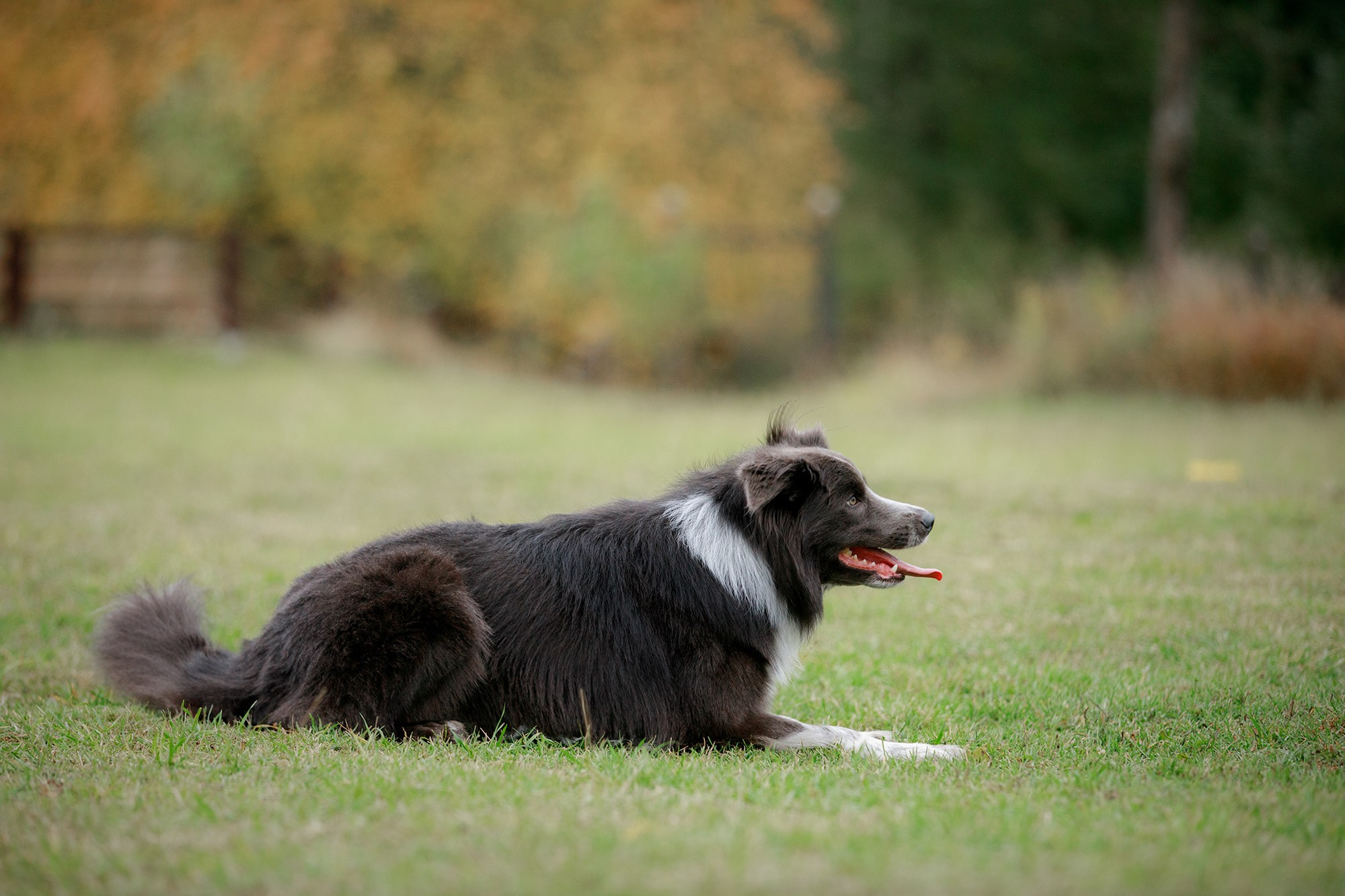 Лагерь по ОБД с Инной Баженовой. Фотограф-анималист Mary Mart — Москва, Питер
