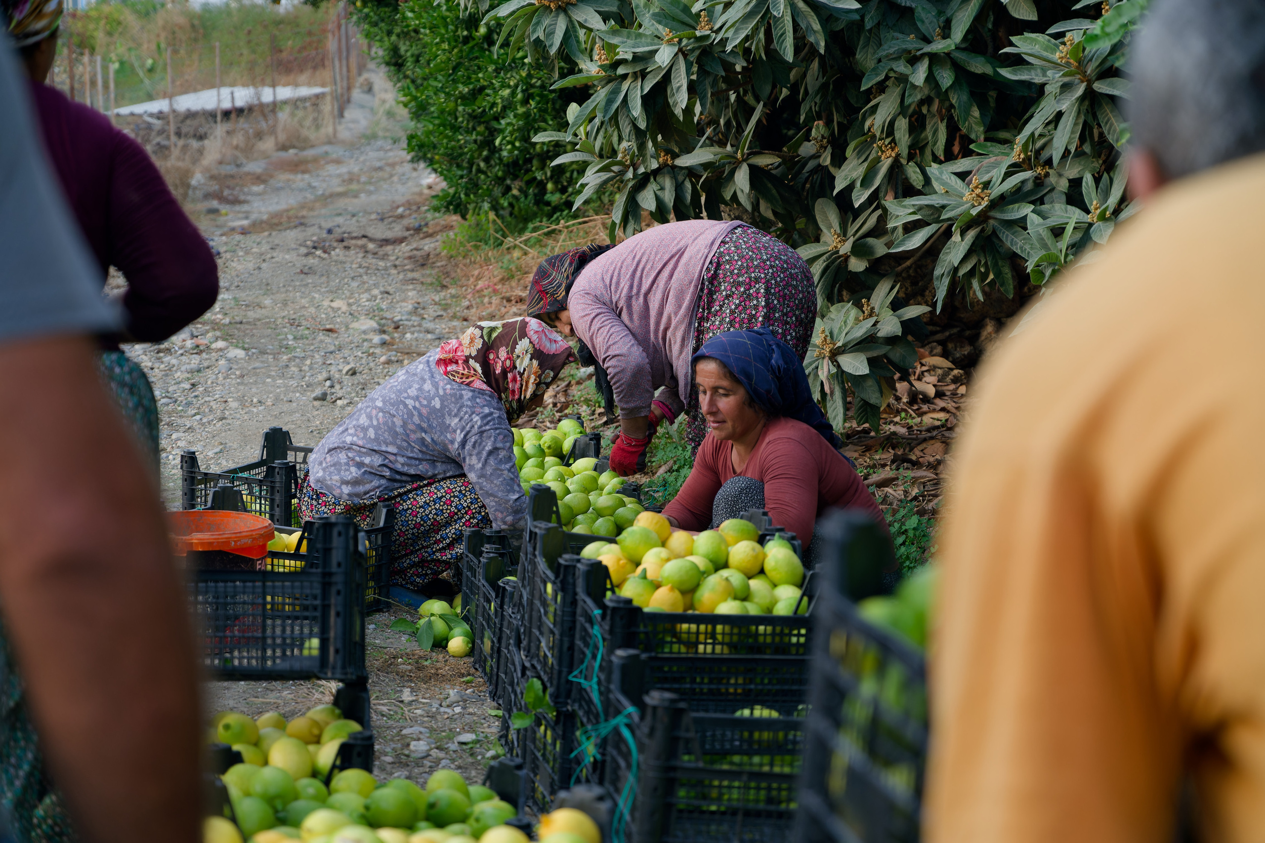 Agriculture — orange pickers. Photo & Video production, in Bishkek, Kyrgyzstan