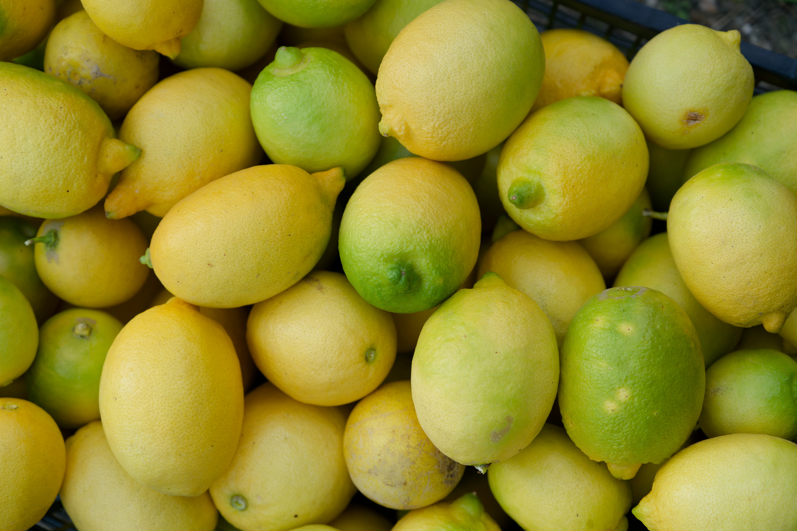 Agriculture — orange pickers. Photo & Video production, in Bishkek, Kyrgyzstan