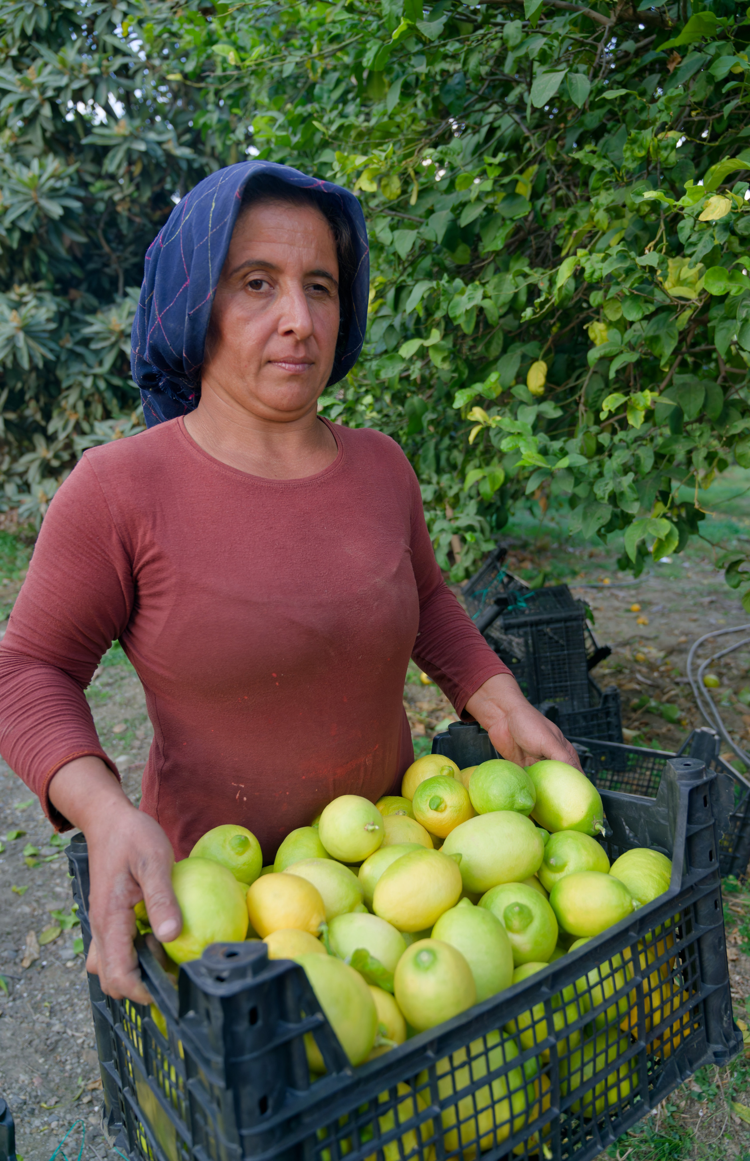 Agriculture — orange pickers. Photo & Video production, in Bishkek, Kyrgyzstan