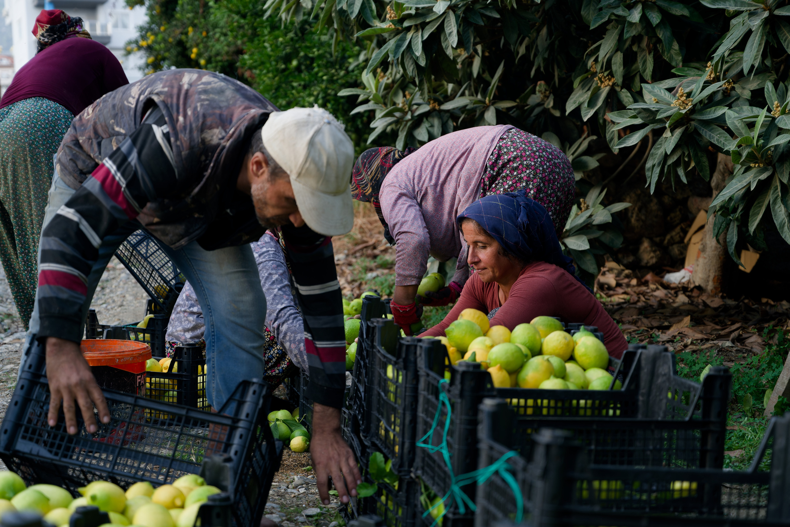 Agriculture — orange pickers. Photo & Video production, in Bishkek, Kyrgyzstan