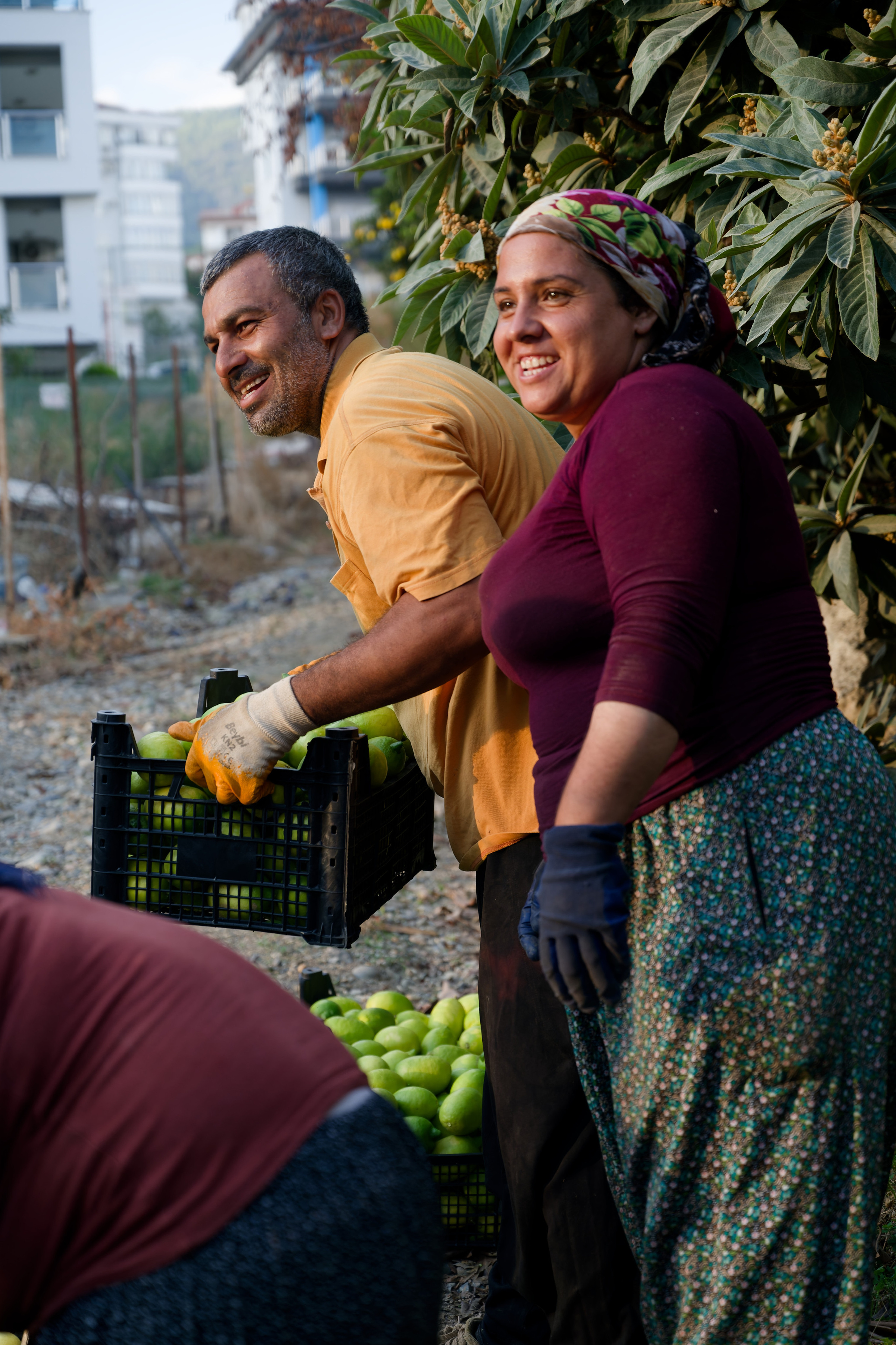 Agriculture — orange pickers. Photo & Video production, in Bishkek, Kyrgyzstan