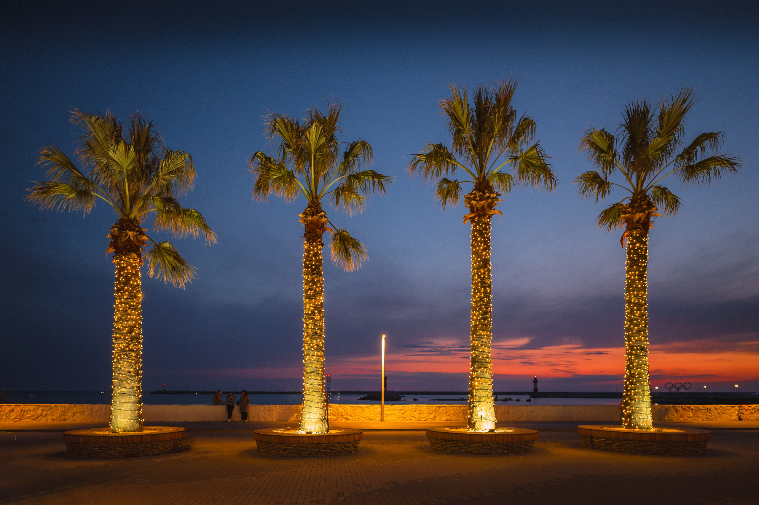 Четыре пальмы на морской набережной в Сочи ночью 