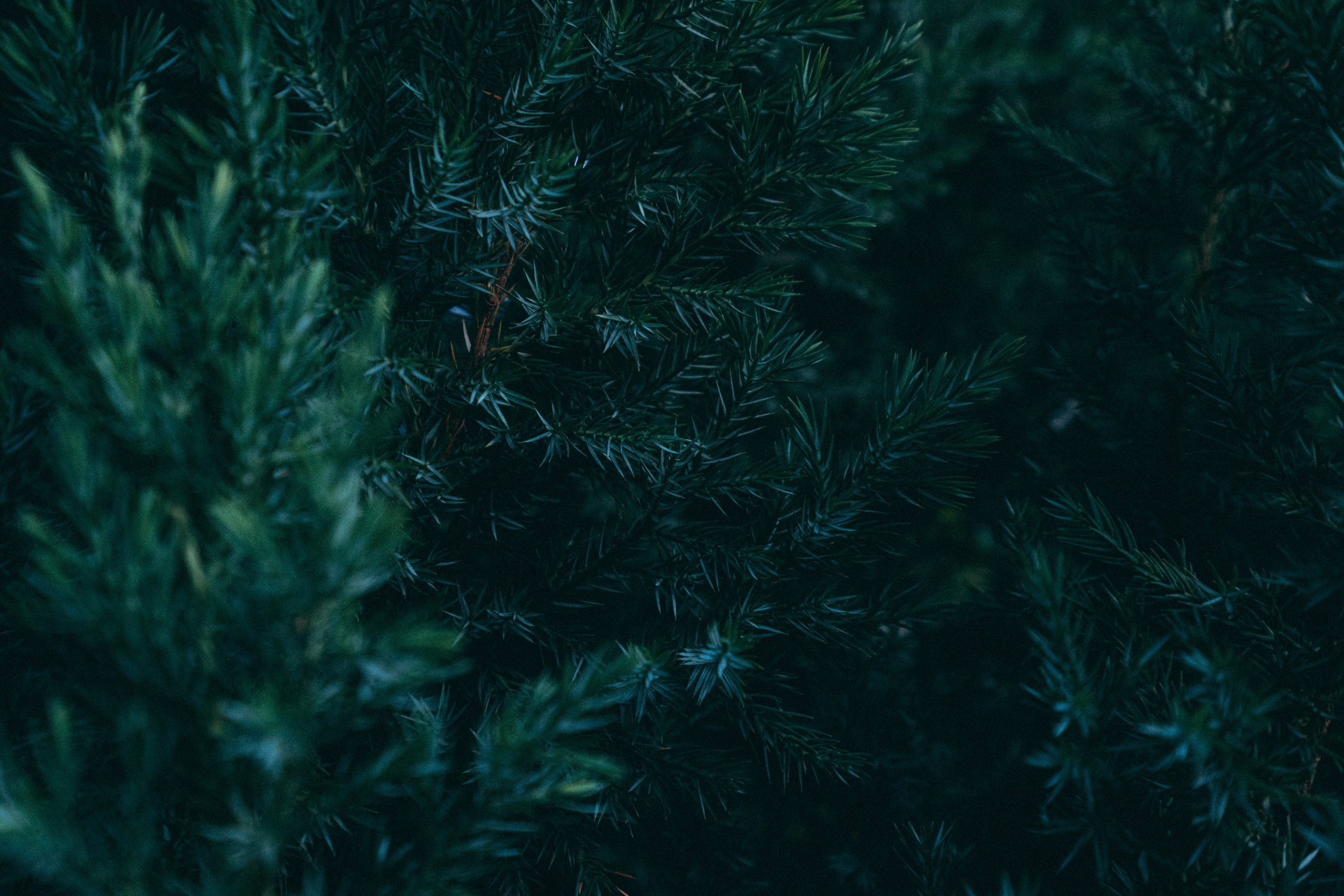 Белгород. Фотограф Алиса Аспер