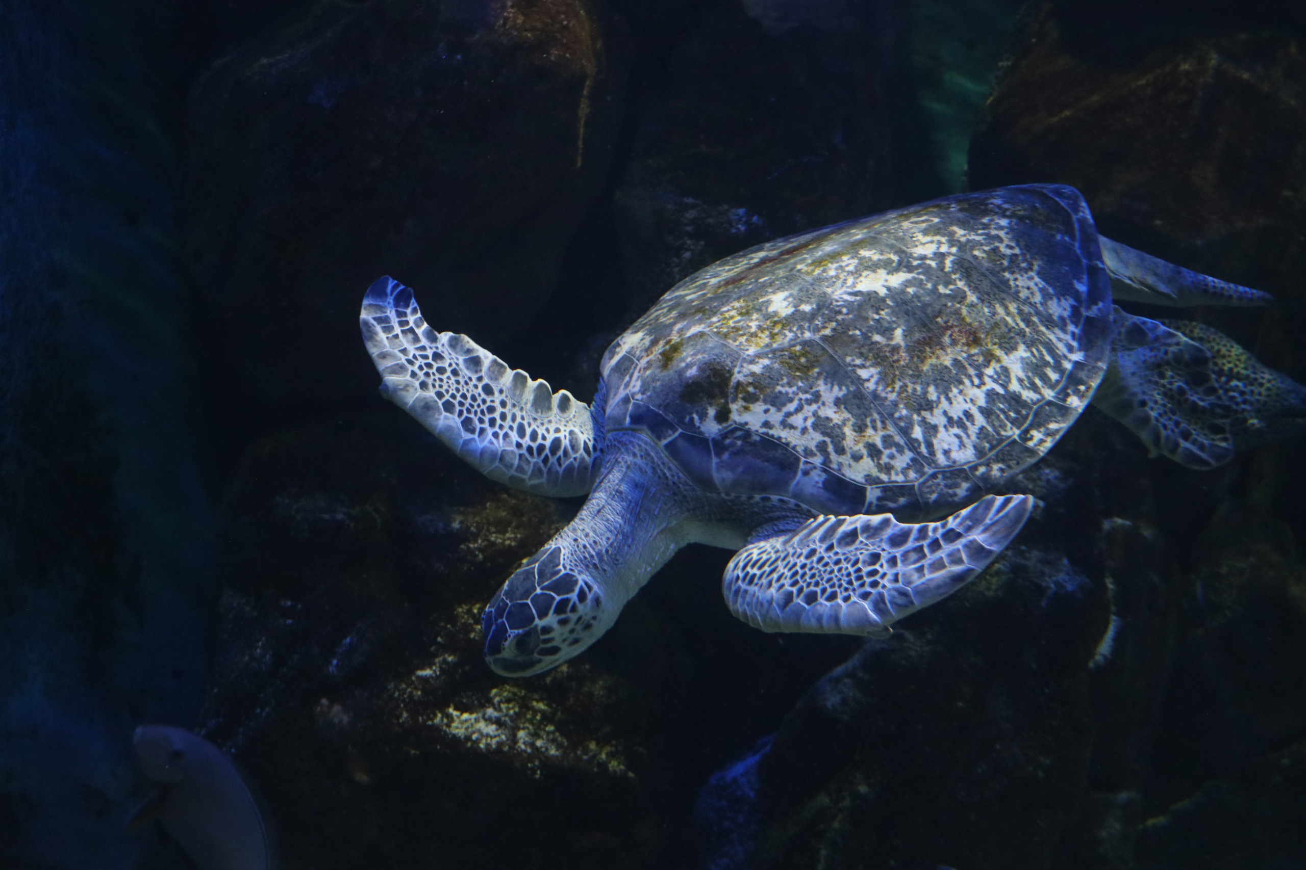 Крым. ЮБК (Севастополь, Кастрополь, Ялта). Май 2023. Путешественник-фотограф из Санкт-Петербурга Татьяна Свистулина